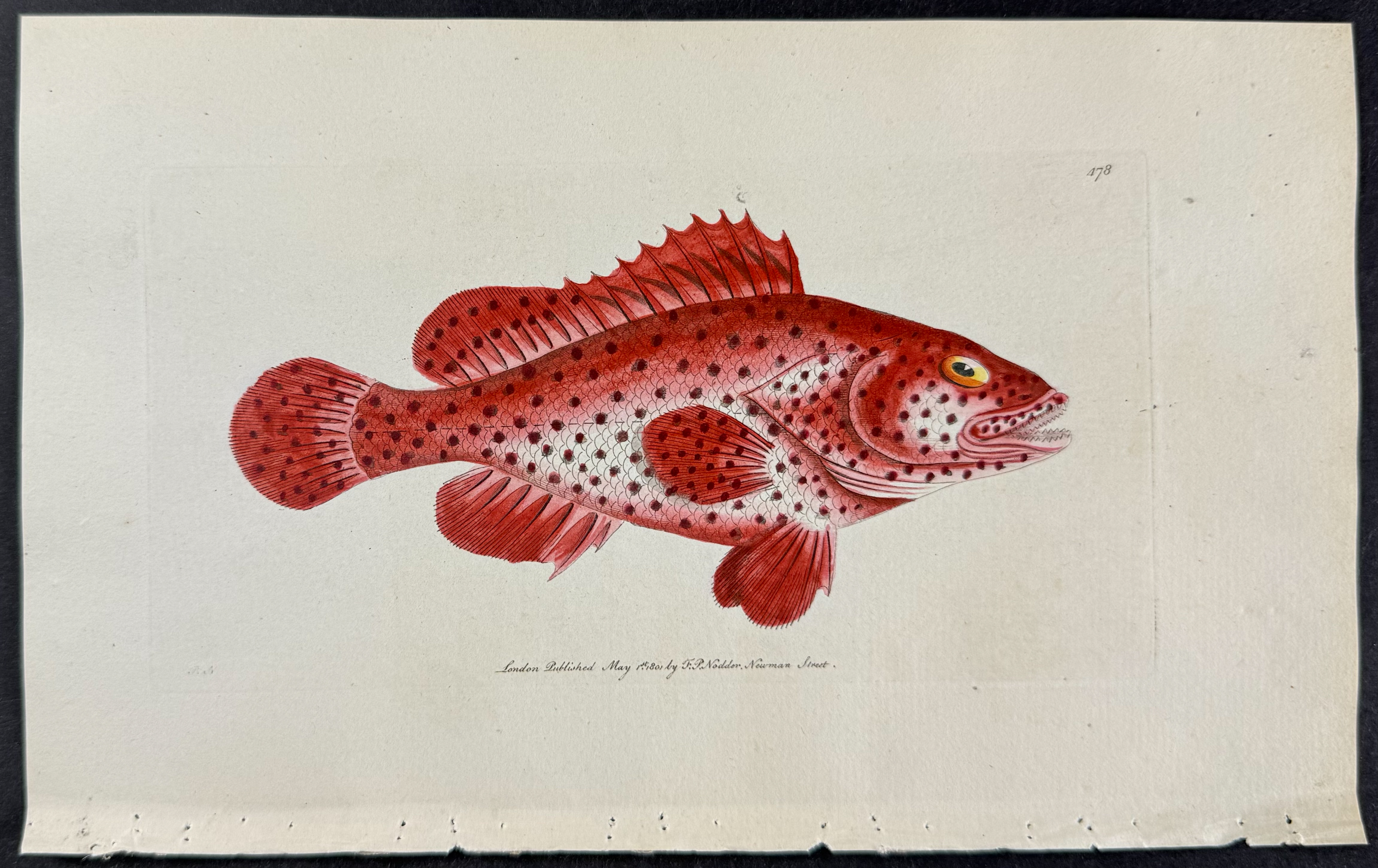 Shaw & Nodder - 6 Fish Engravings