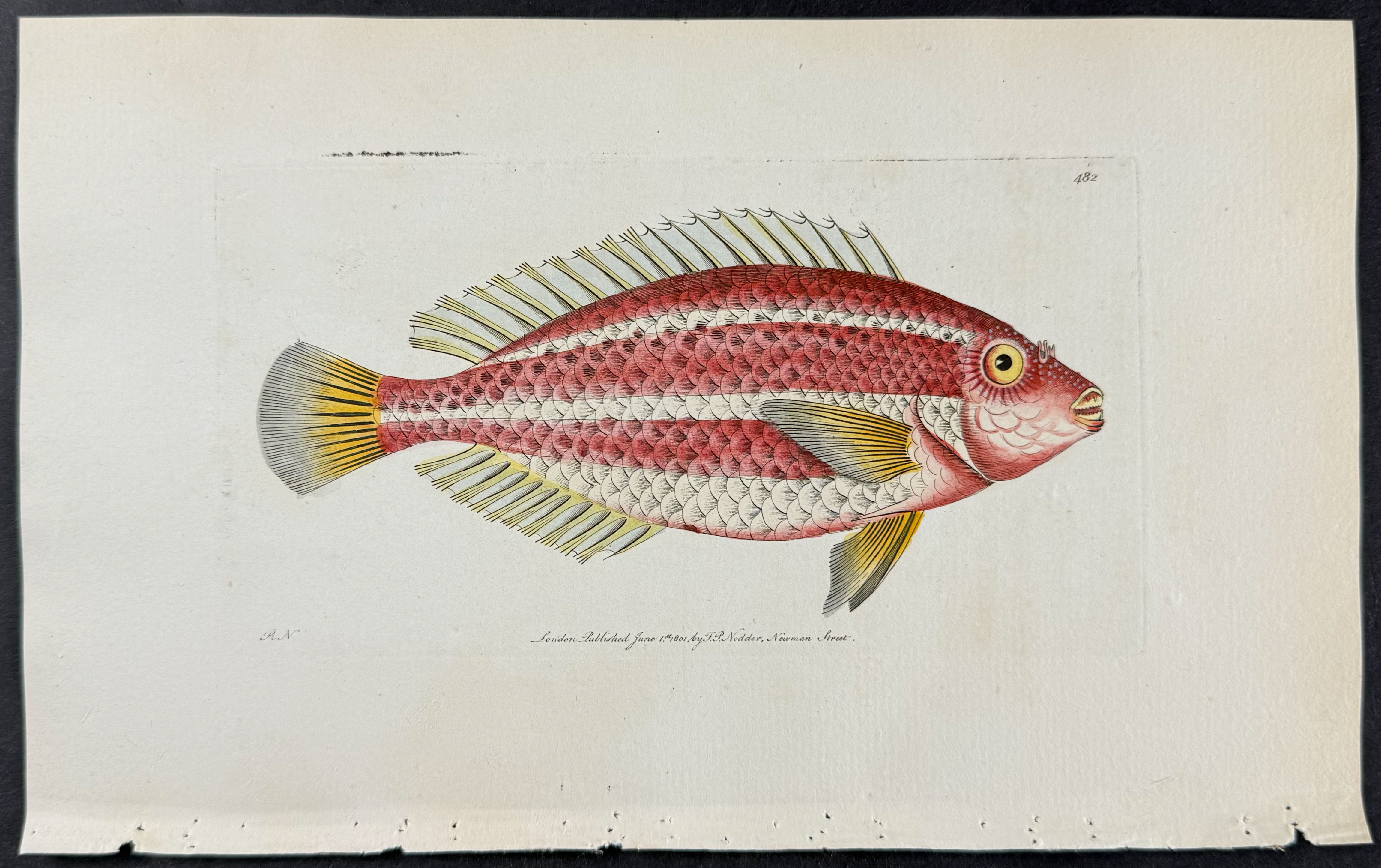 Shaw & Nodder - 6 Fish Engravings