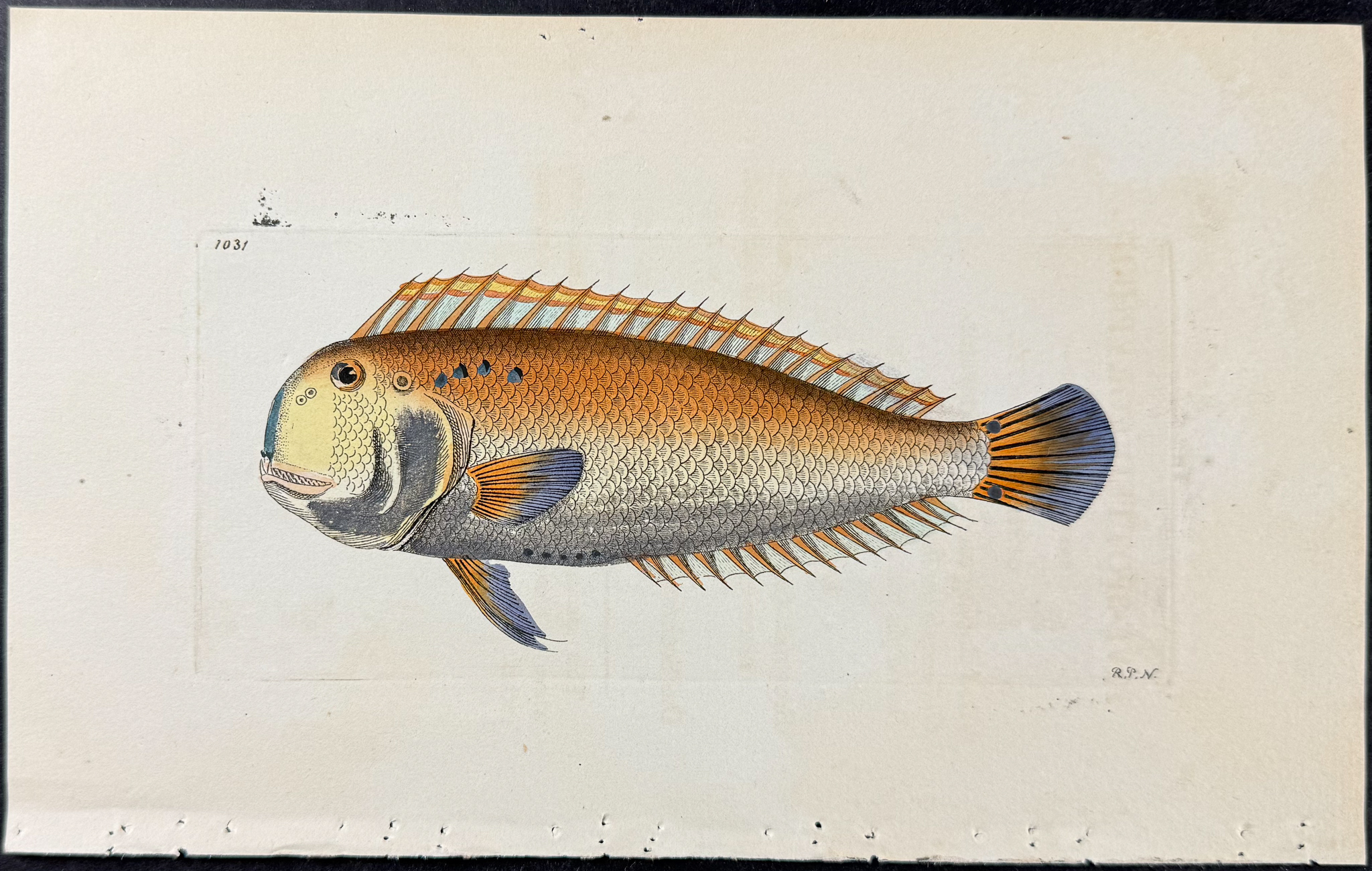 Shaw & Nodder - 6 Fish Engravings