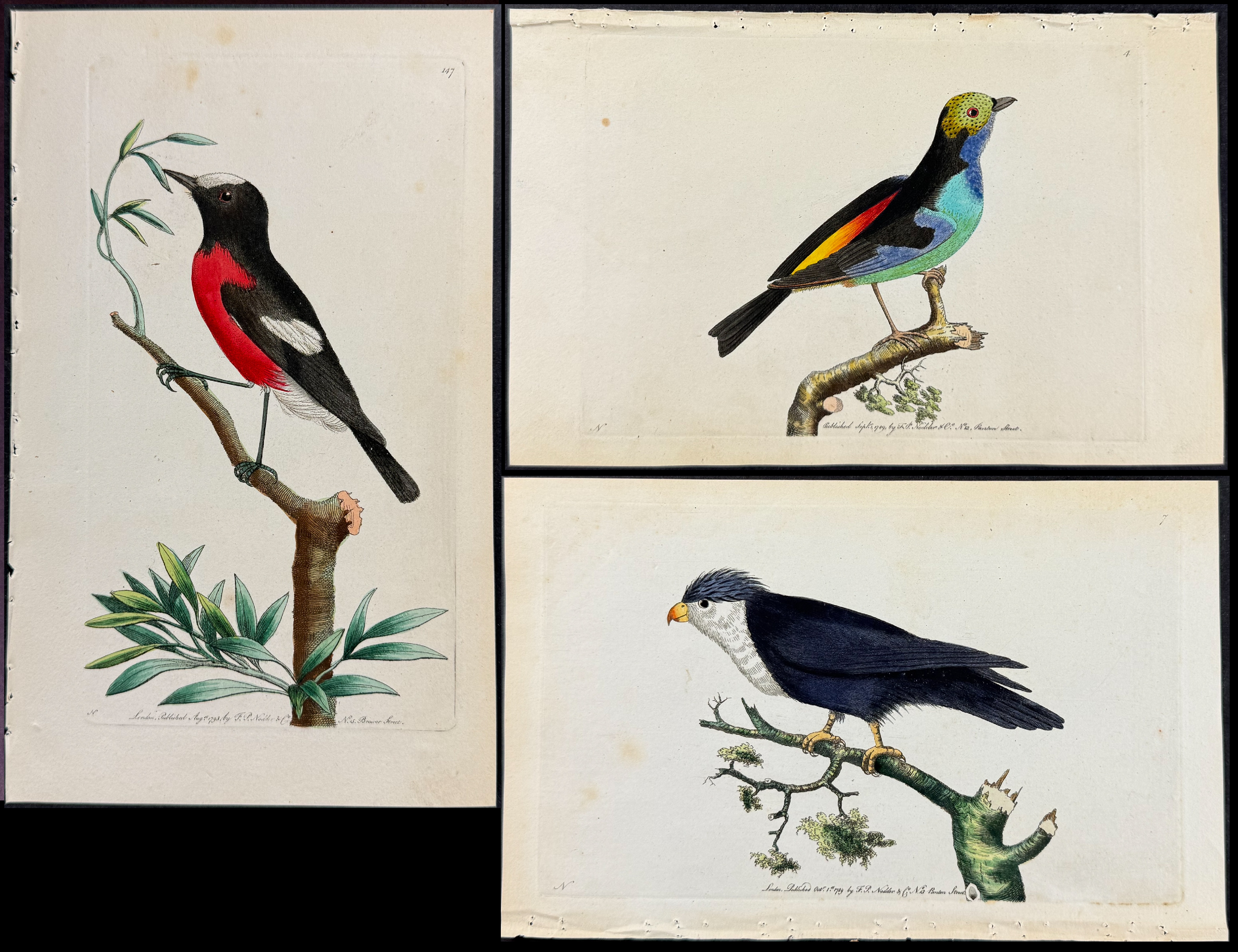 Shaw & Nodder - 5 Bird Engravings