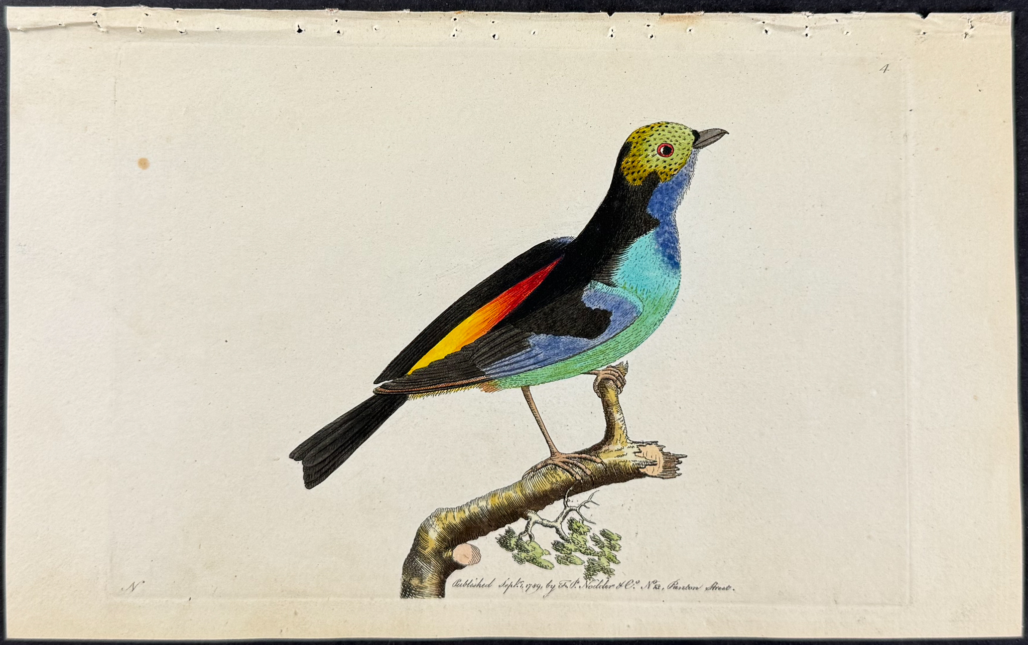 Shaw & Nodder - 5 Bird Engravings