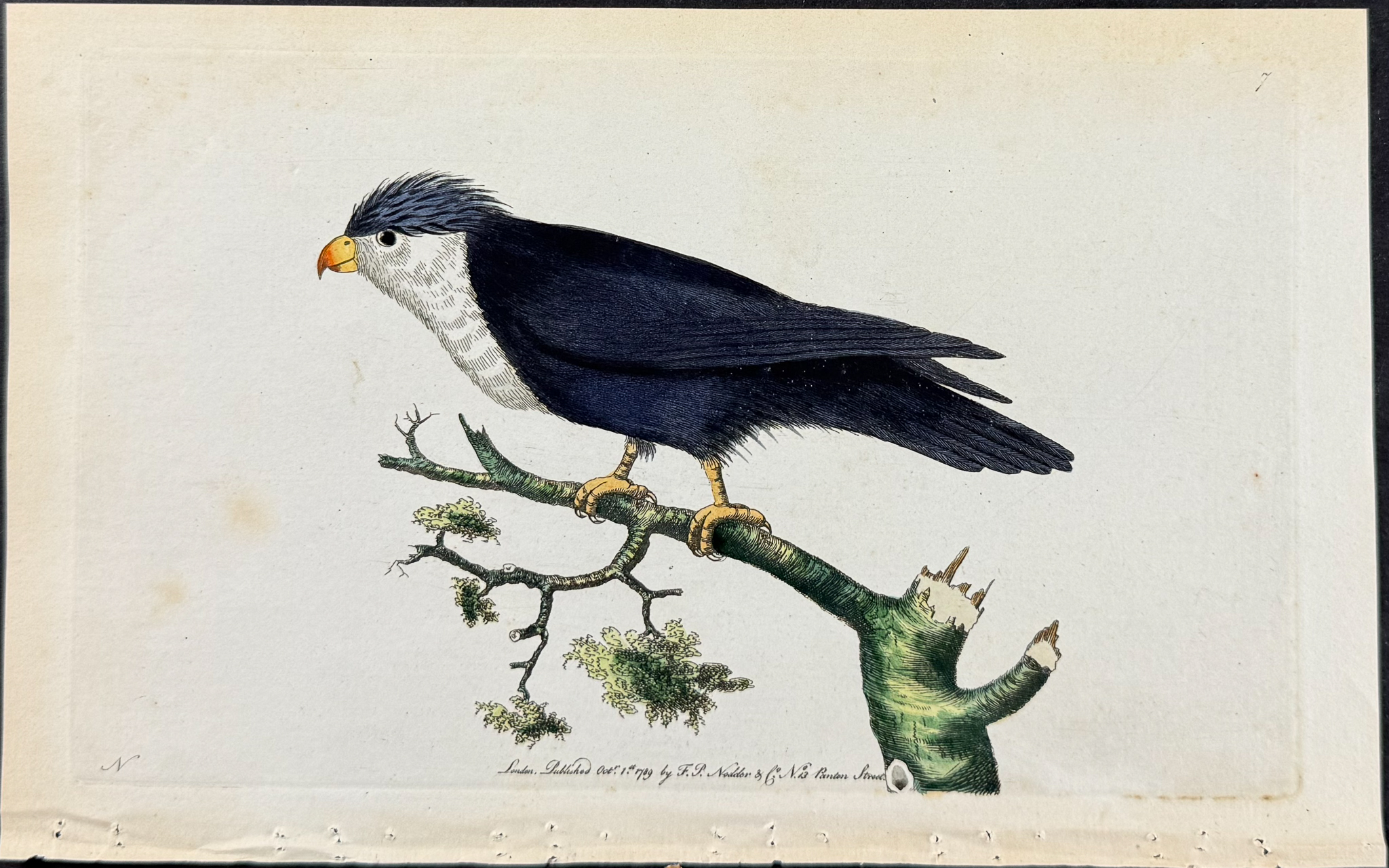 Shaw & Nodder - 5 Bird Engravings