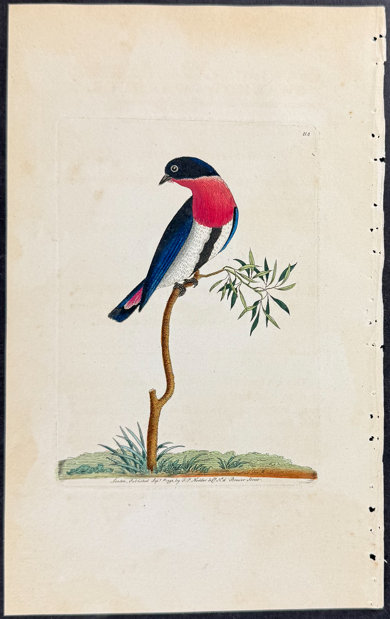 Shaw & Nodder - 5 Bird Engravings