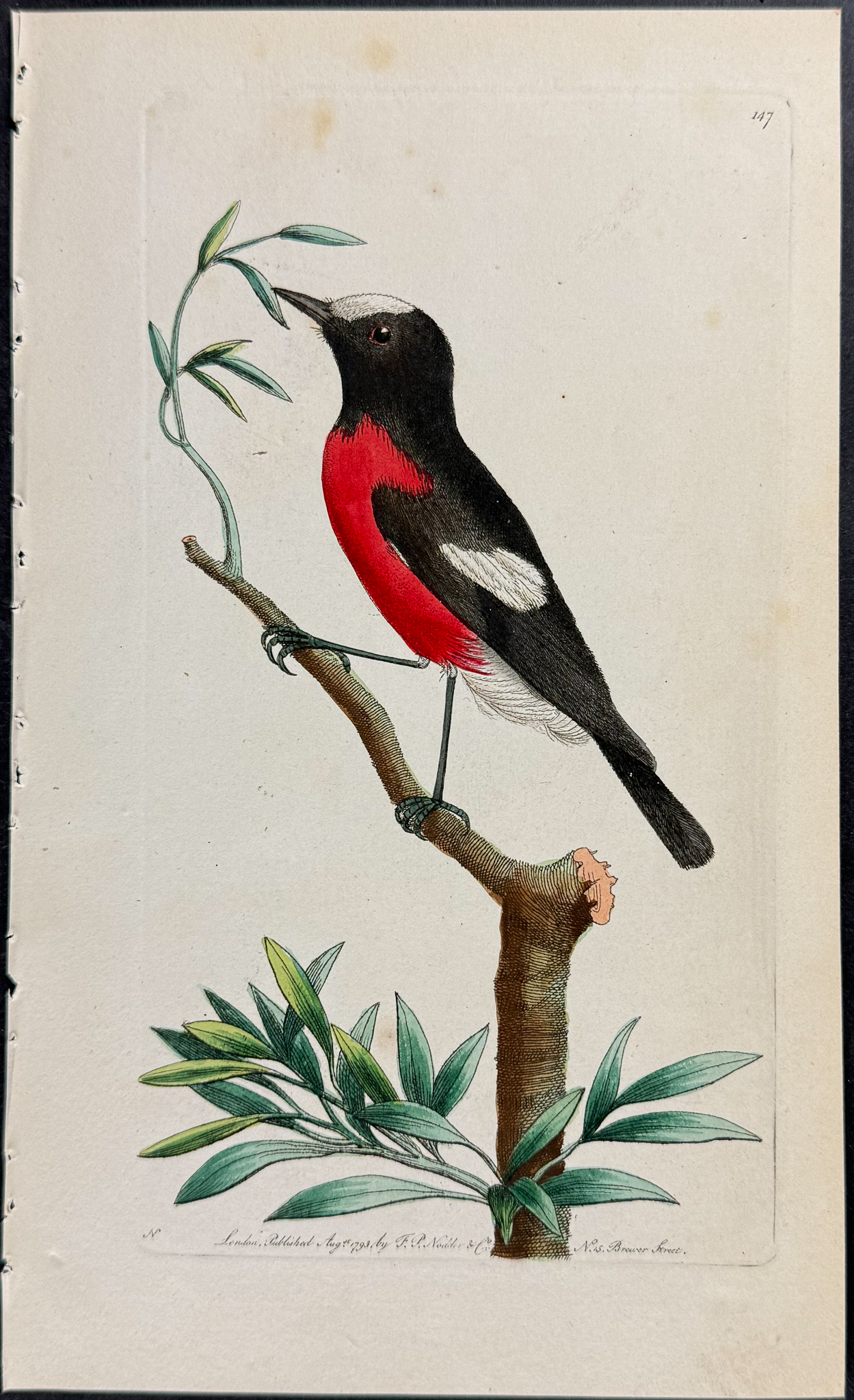Shaw & Nodder - 5 Bird Engravings