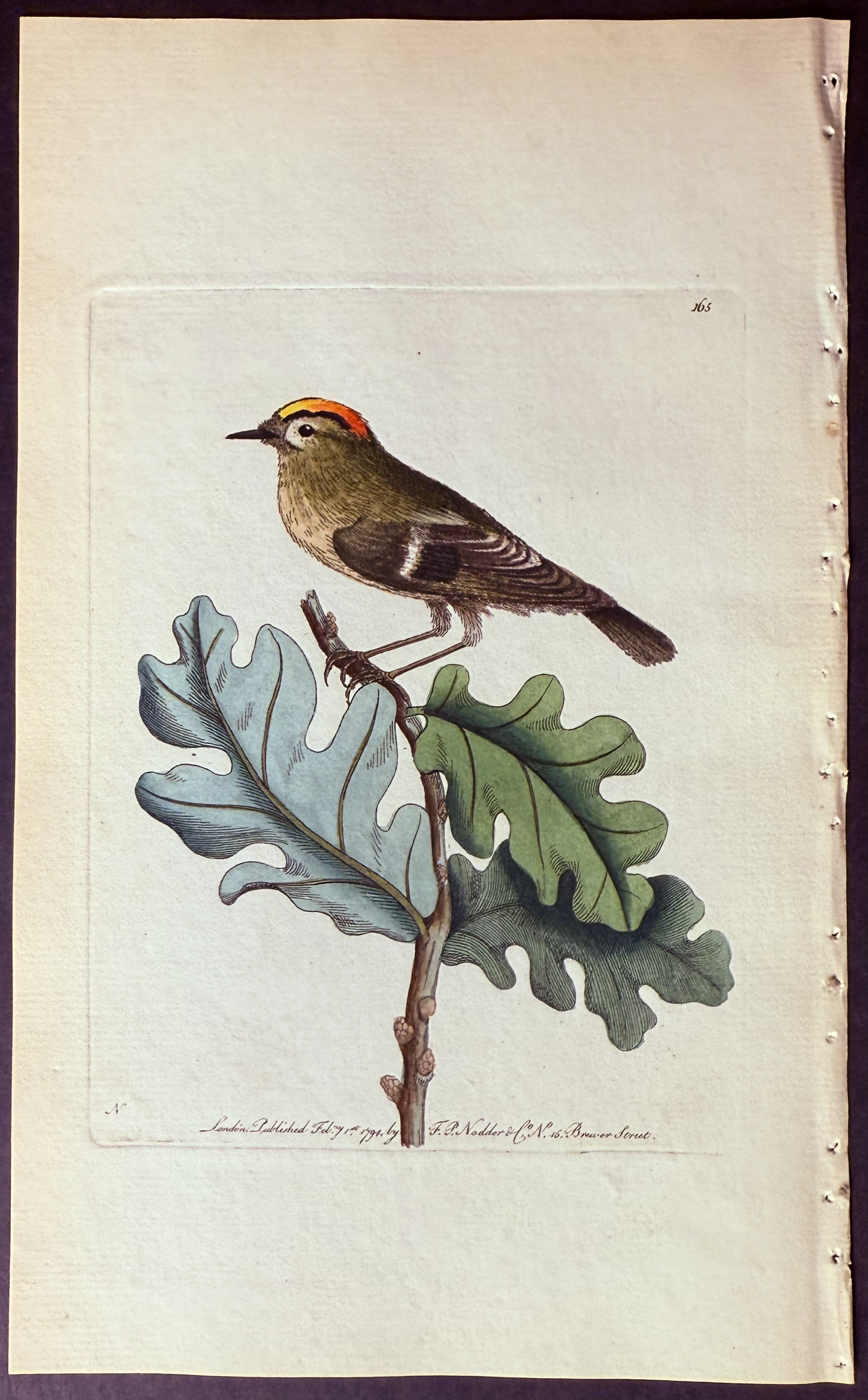 Shaw & Nodder - 5 Bird Engravings