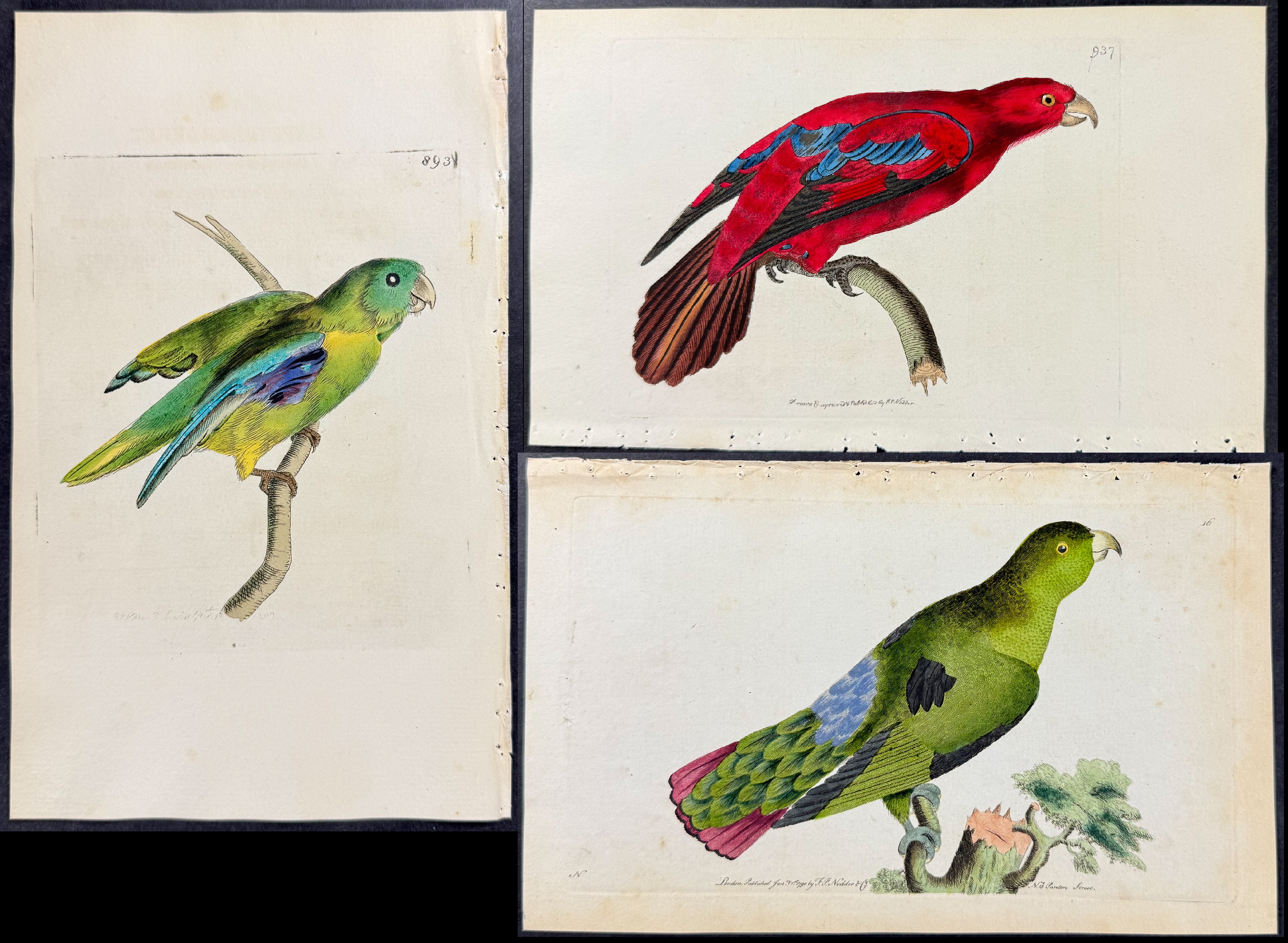 Shaw & Nodder - 7 Parrakeet Engravings