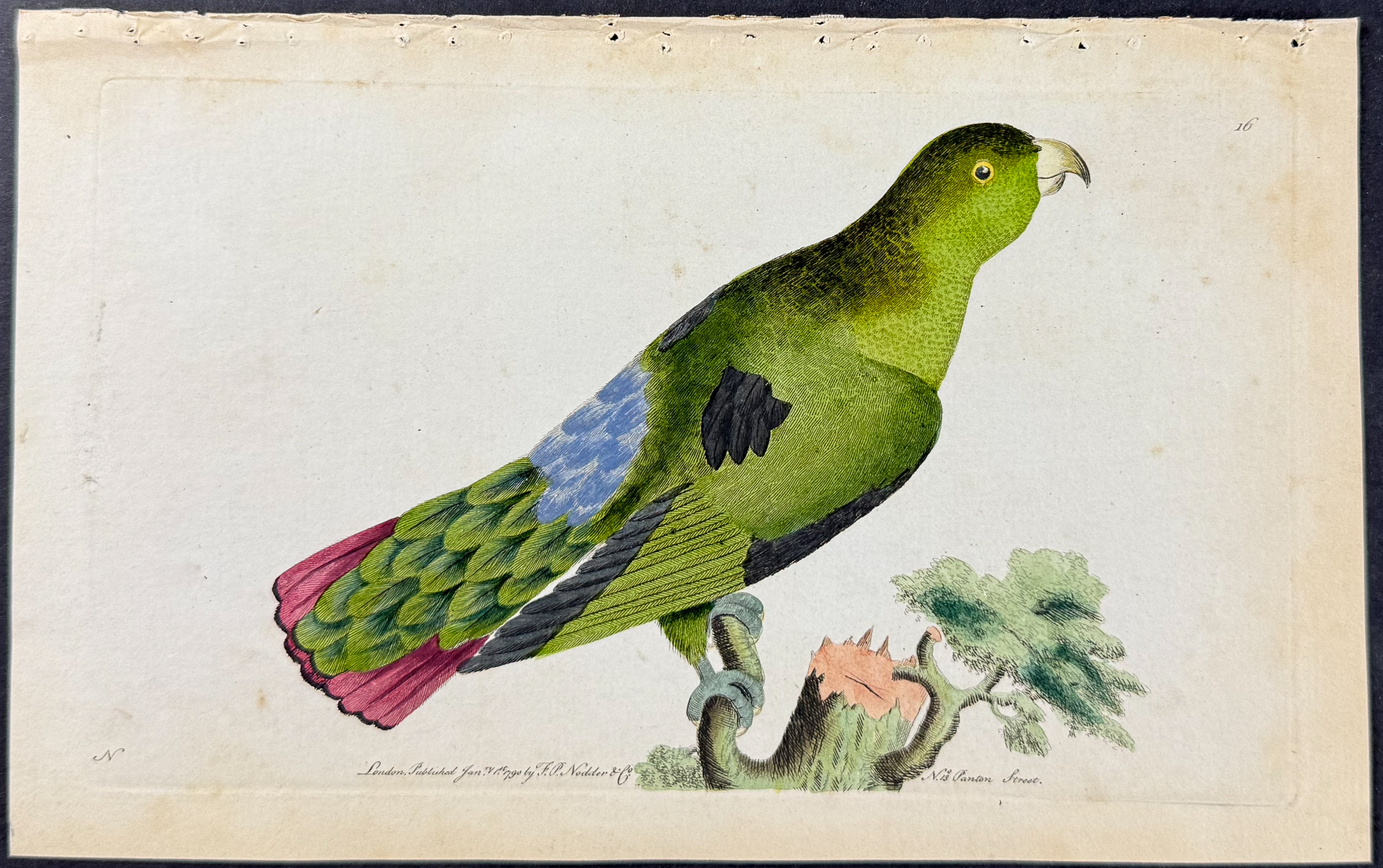 Shaw & Nodder - 7 Parrakeet Engravings