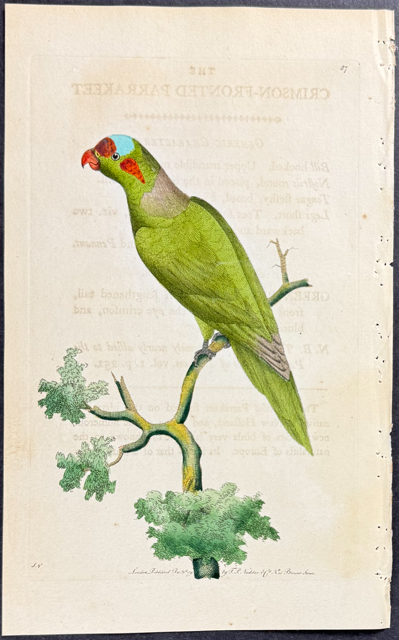 Shaw & Nodder - 7 Parrakeet Engravings