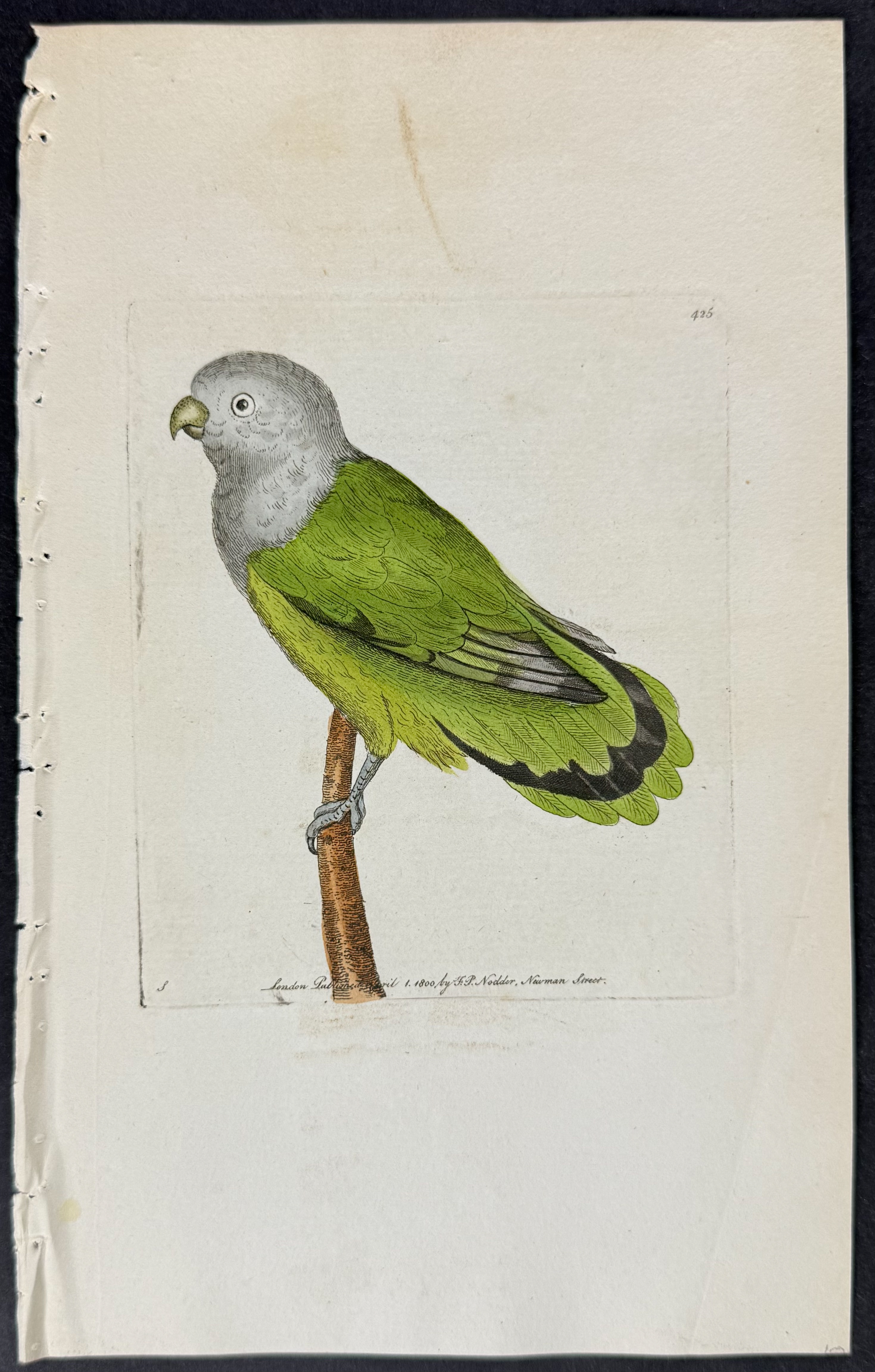 Shaw & Nodder - 7 Parrakeet Engravings