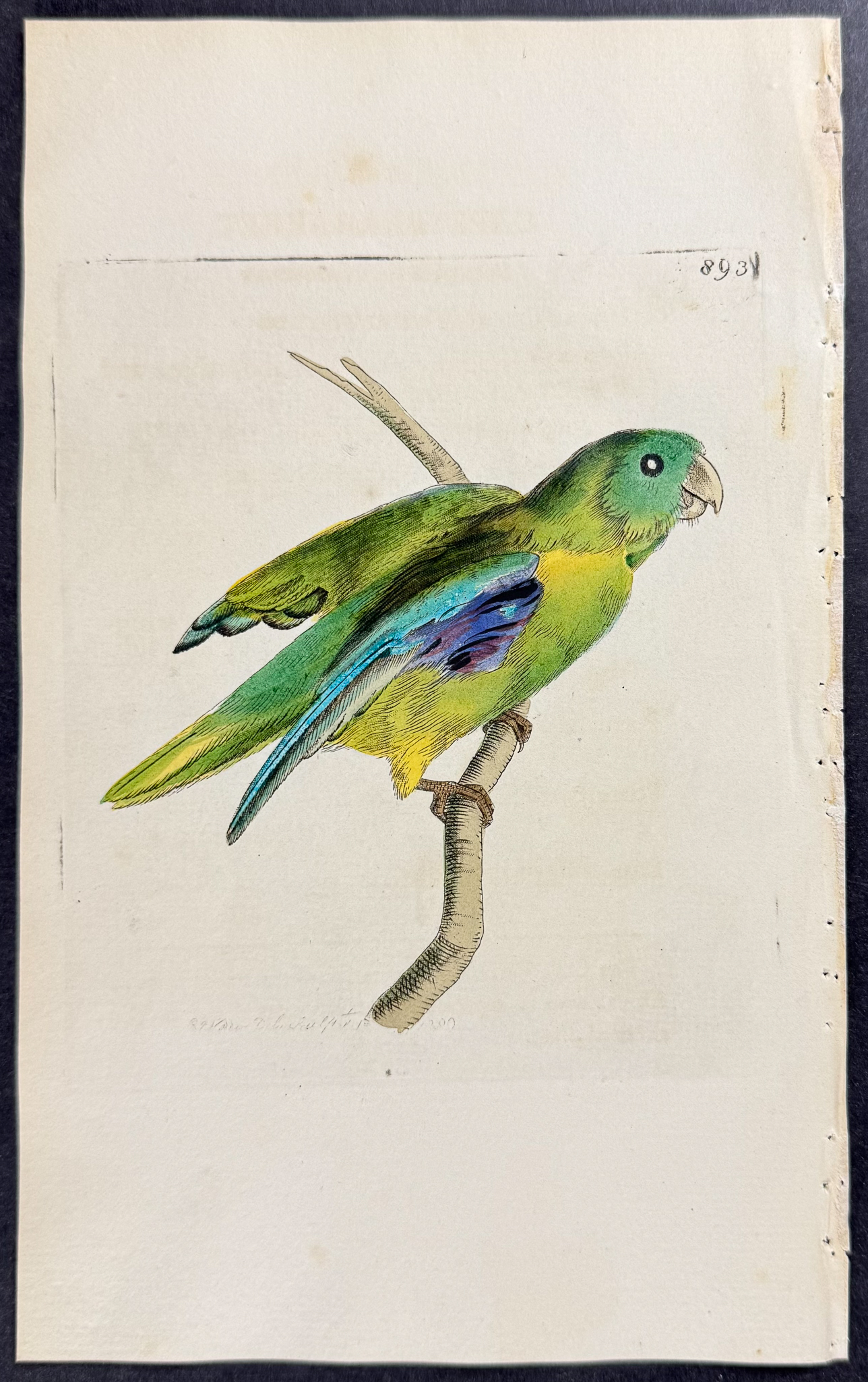Shaw & Nodder - 7 Parrakeet Engravings
