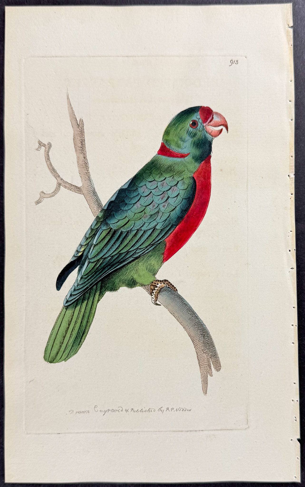 Shaw & Nodder - 7 Parrakeet Engravings