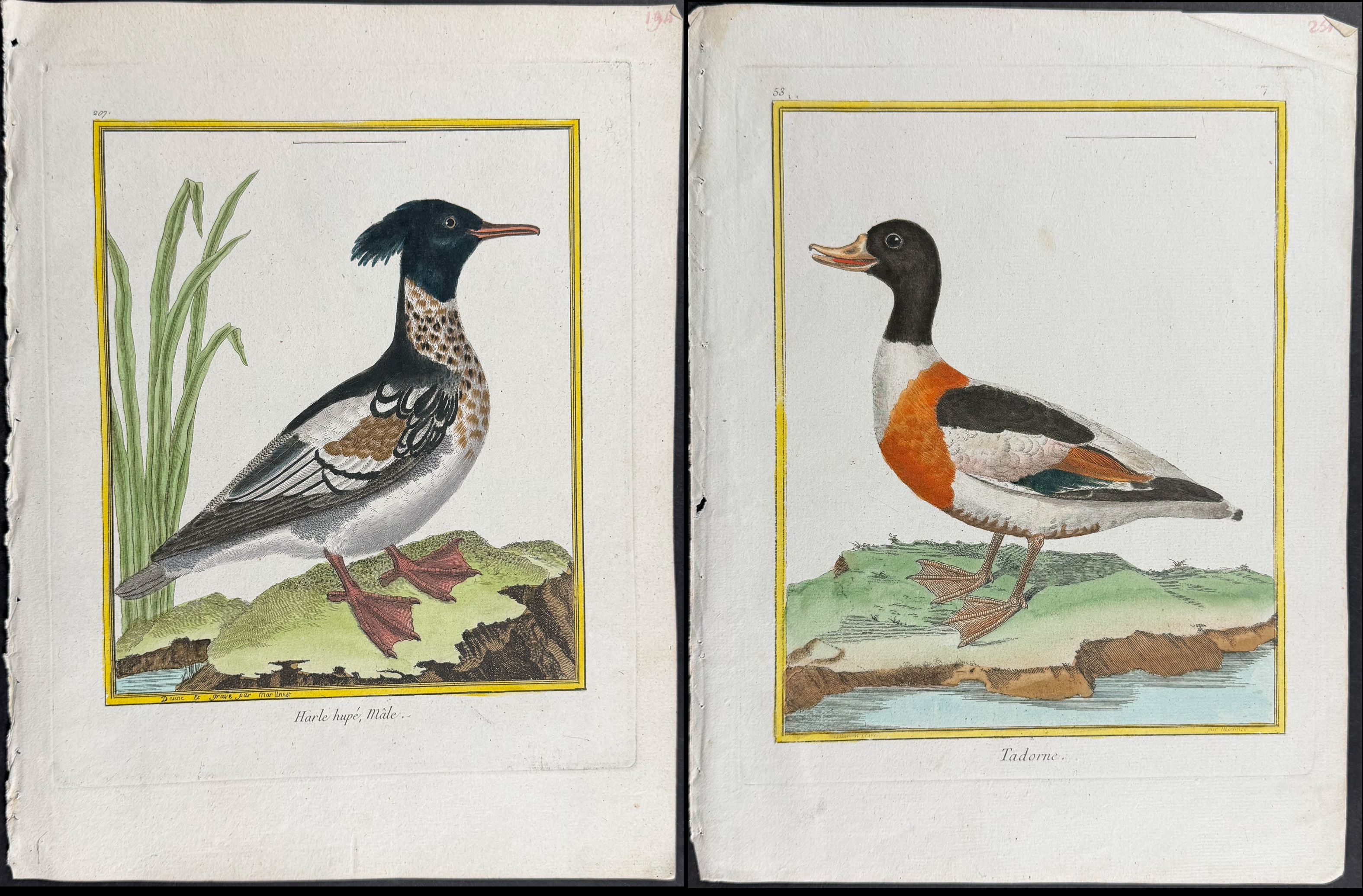 Martinet & Buffon - 6 Duck Engravings
