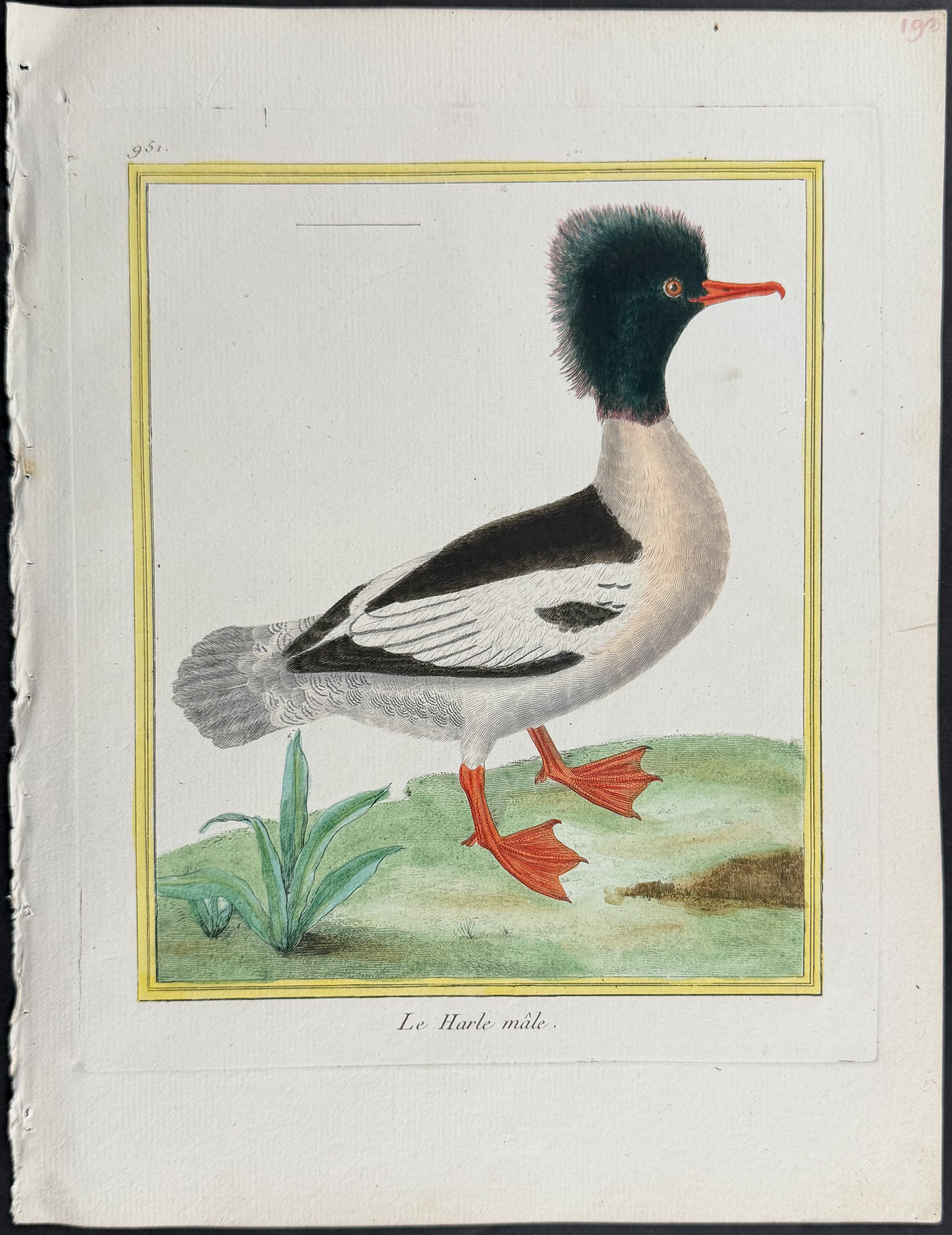 Martinet & Buffon - 6 Duck Engravings