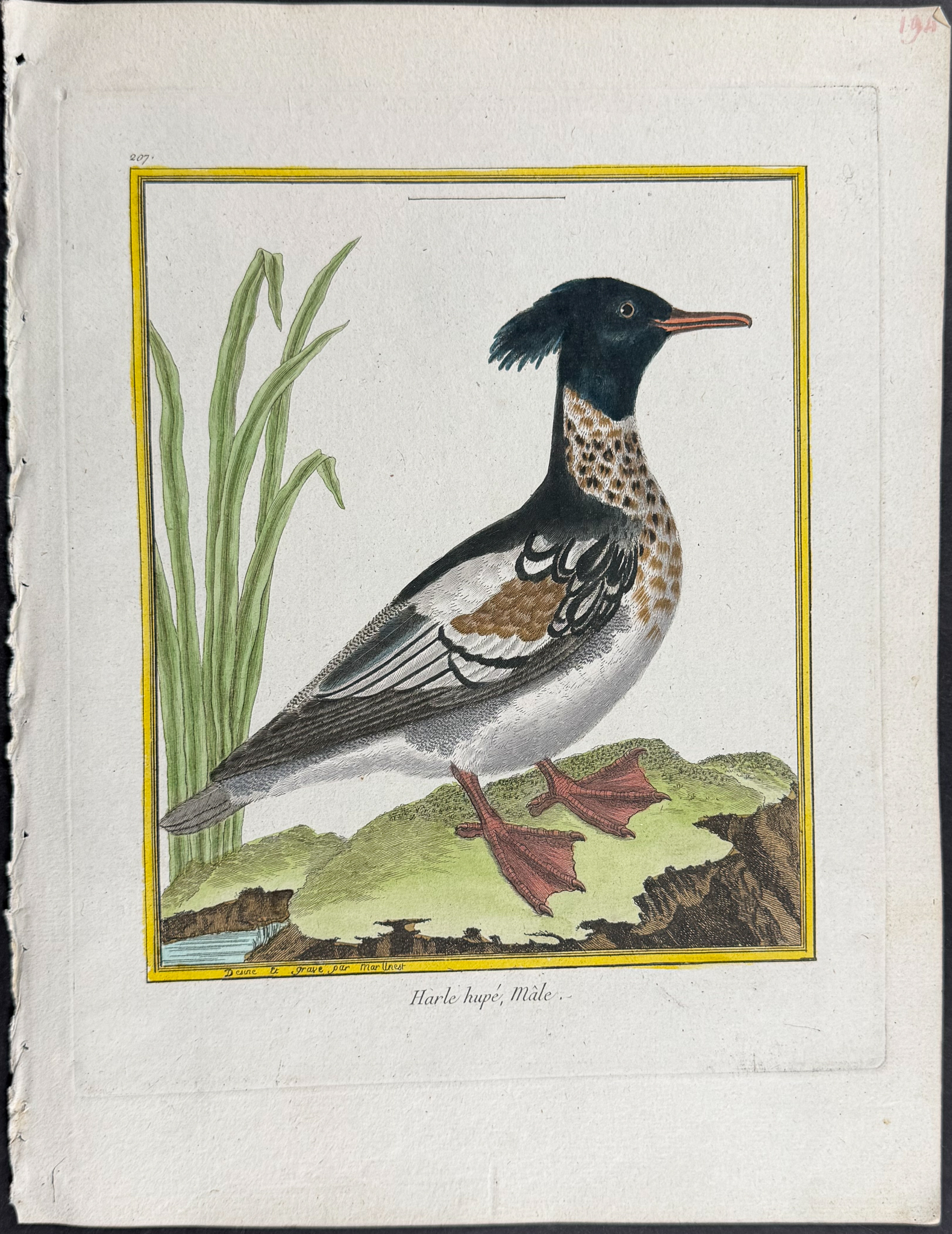 Martinet & Buffon - 6 Duck Engravings