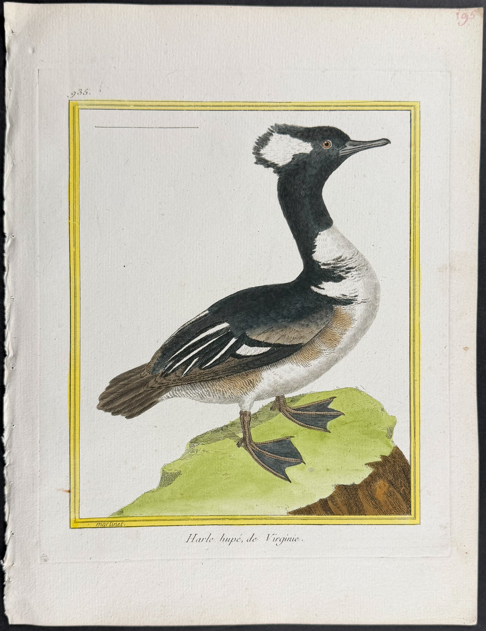 Martinet & Buffon - 6 Duck Engravings