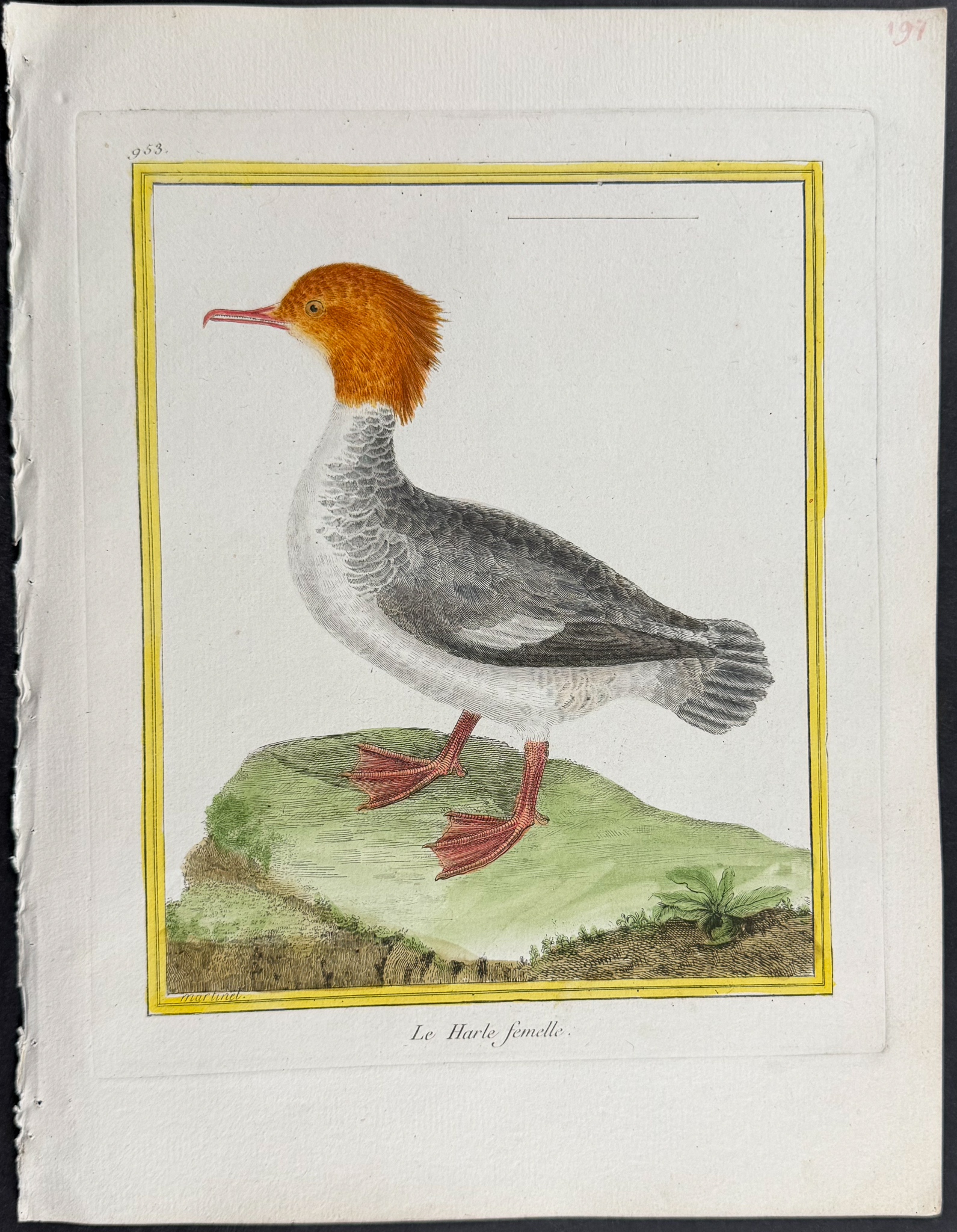 Martinet & Buffon - 6 Duck Engravings