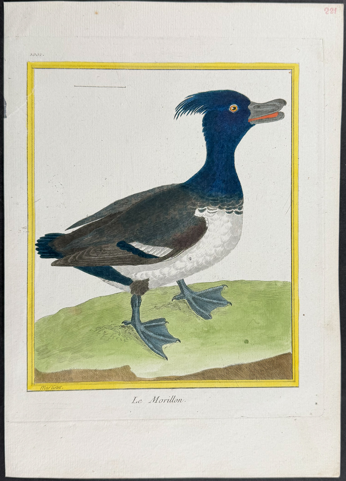 Martinet & Buffon - 6 Duck Engravings