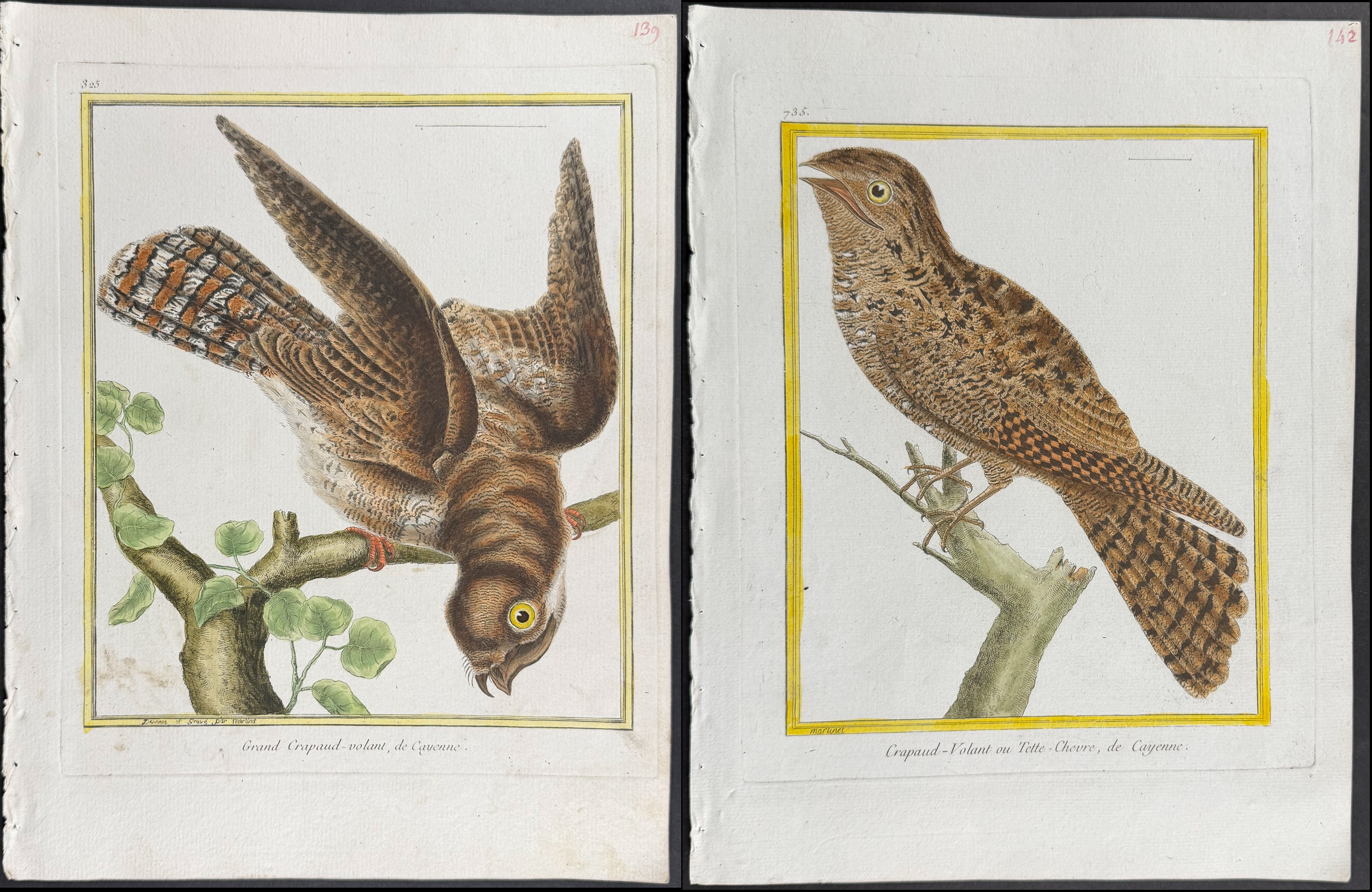 Martinet & Buffon - 4 Frogmouth Engravings