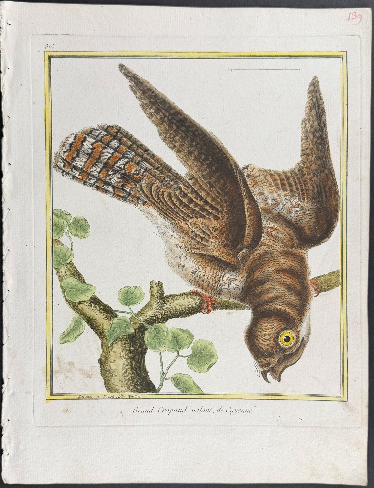 Martinet & Buffon - 4 Frogmouth Engravings