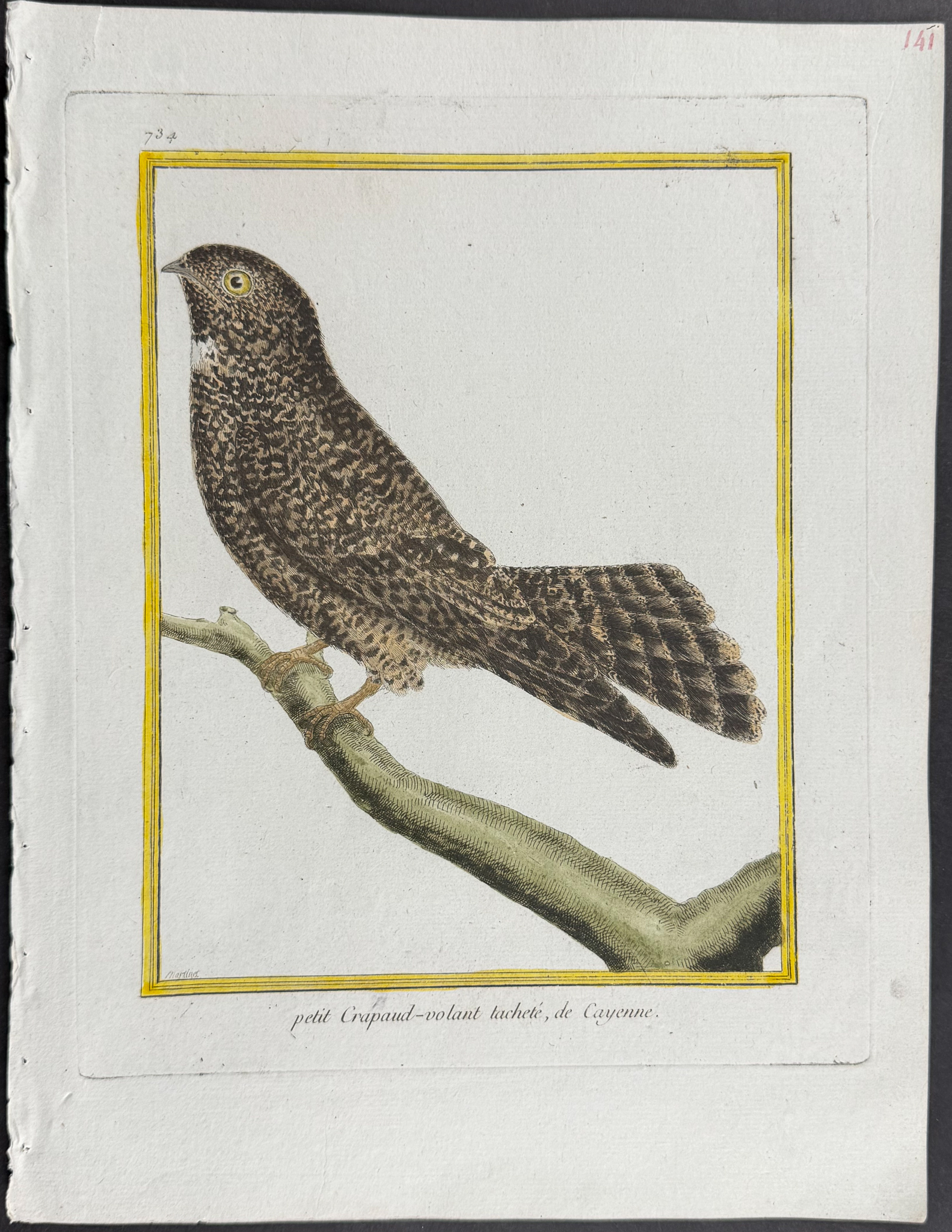 Martinet & Buffon - 4 Frogmouth Engravings