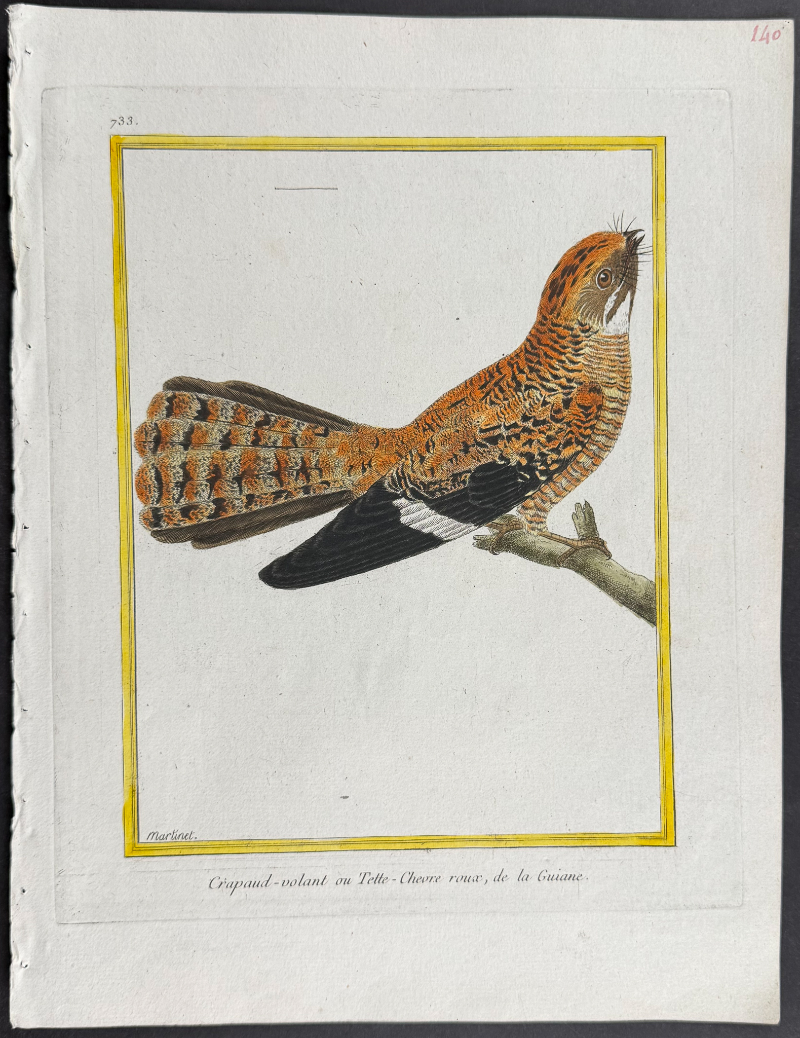Martinet & Buffon - 4 Frogmouth Engravings