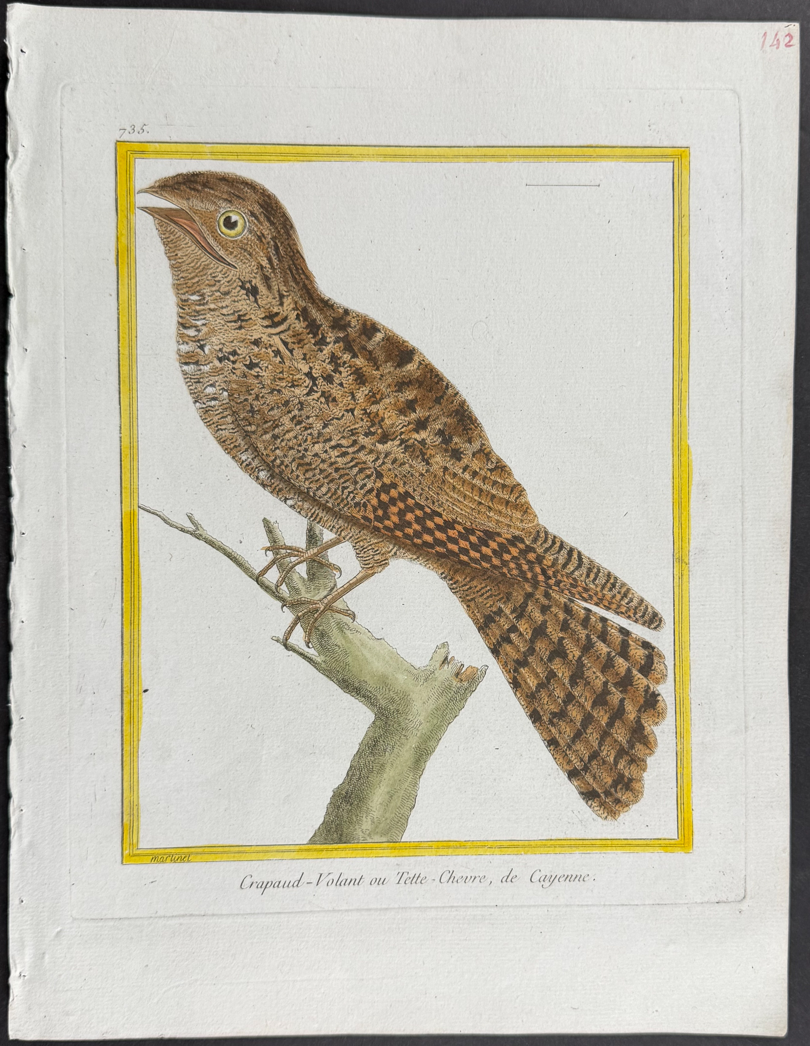 Martinet & Buffon - 4 Frogmouth Engravings