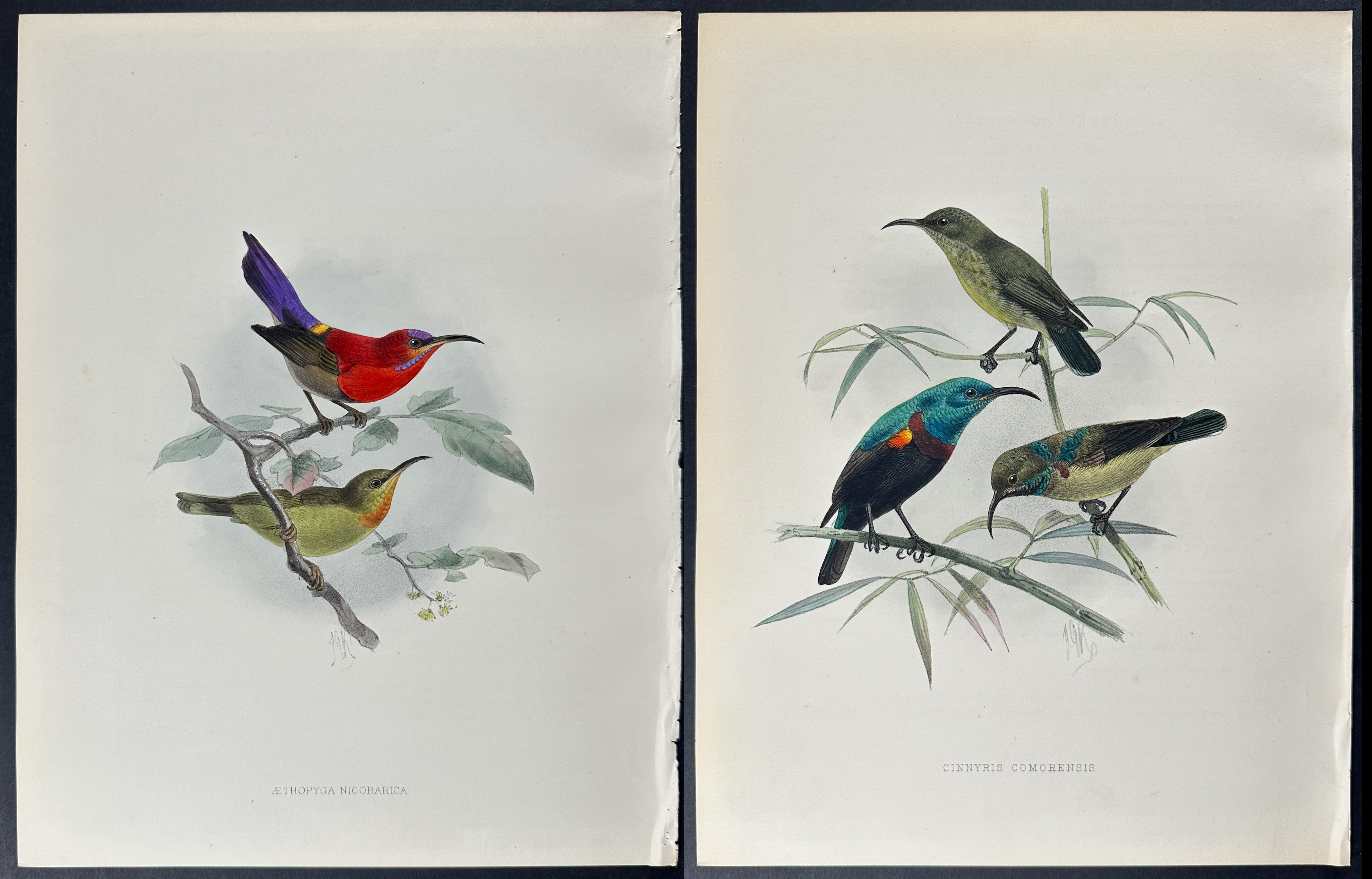 Shelley & Keulemans - 6 Sunbird Lithographs