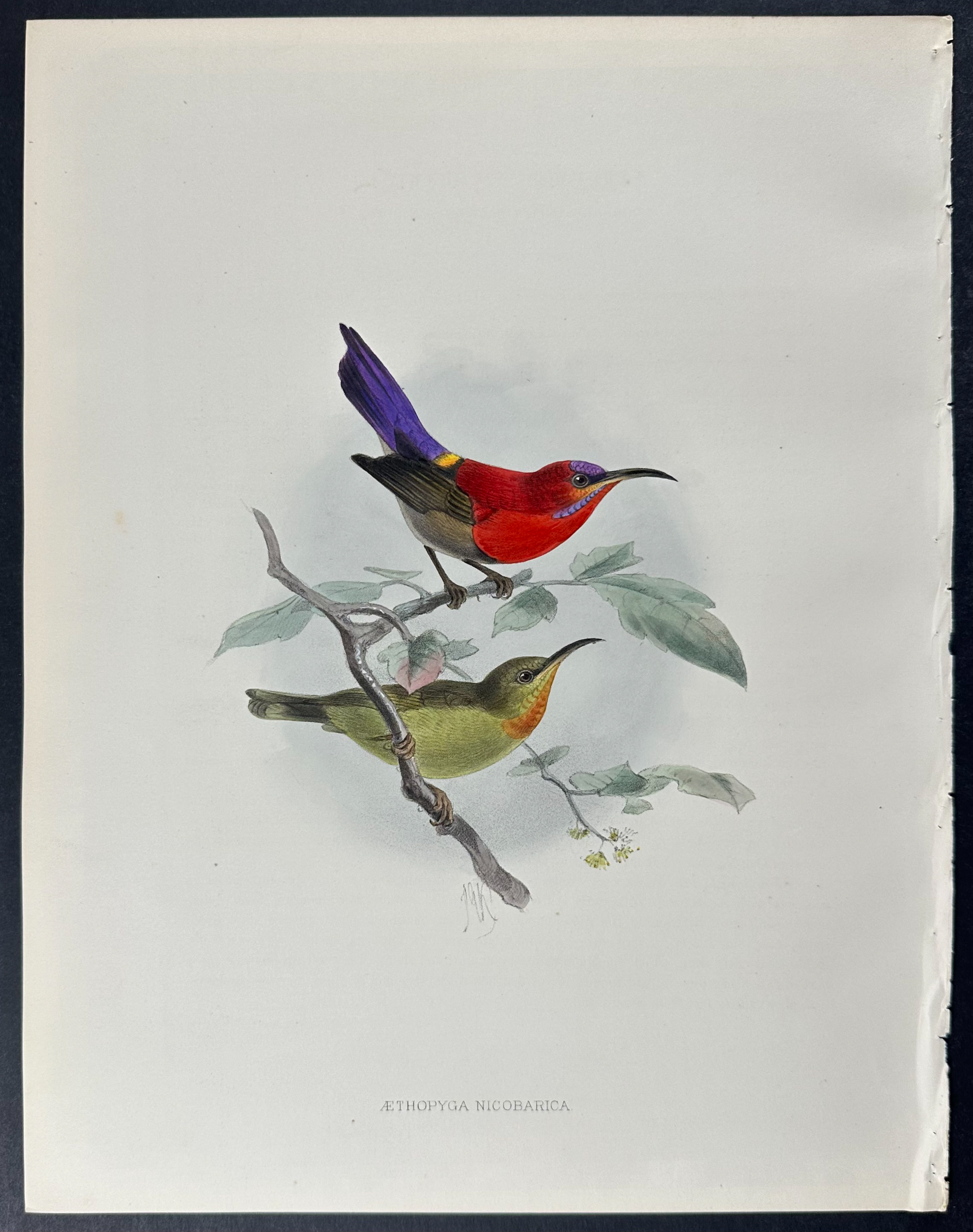 Shelley & Keulemans - 6 Sunbird Lithographs