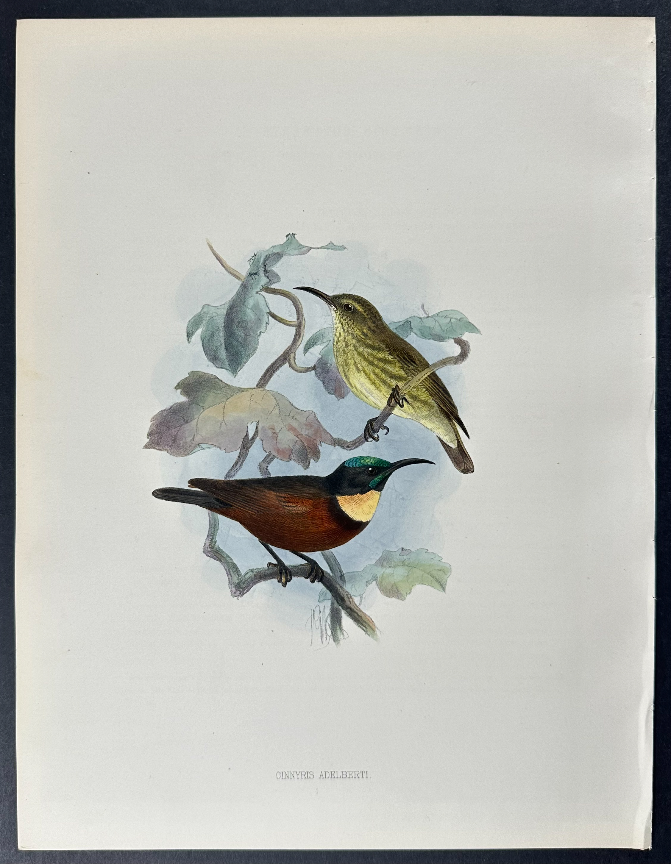 Shelley & Keulemans - 6 Sunbird Lithographs
