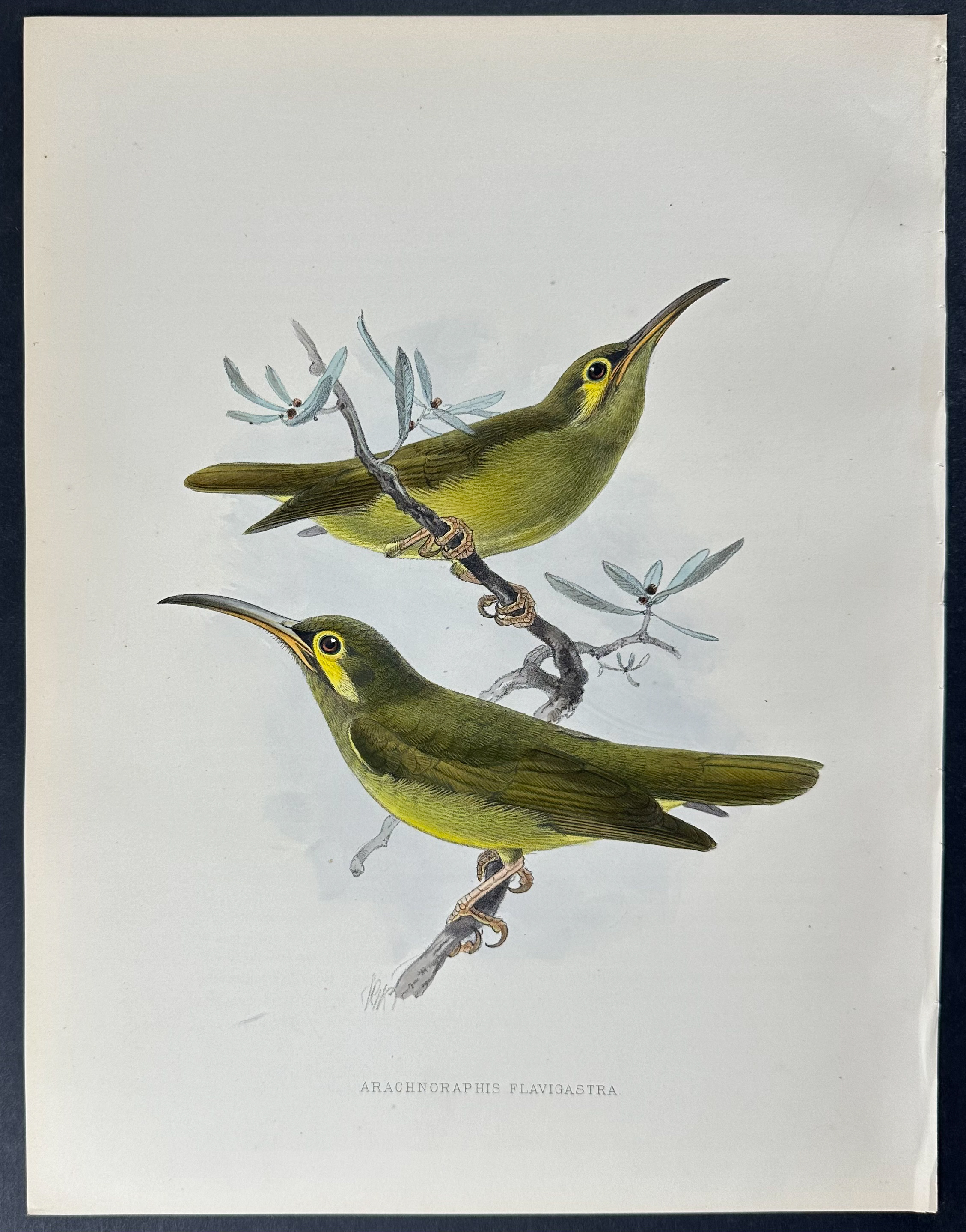 Shelley & Keulemans - 6 Sunbird Lithographs