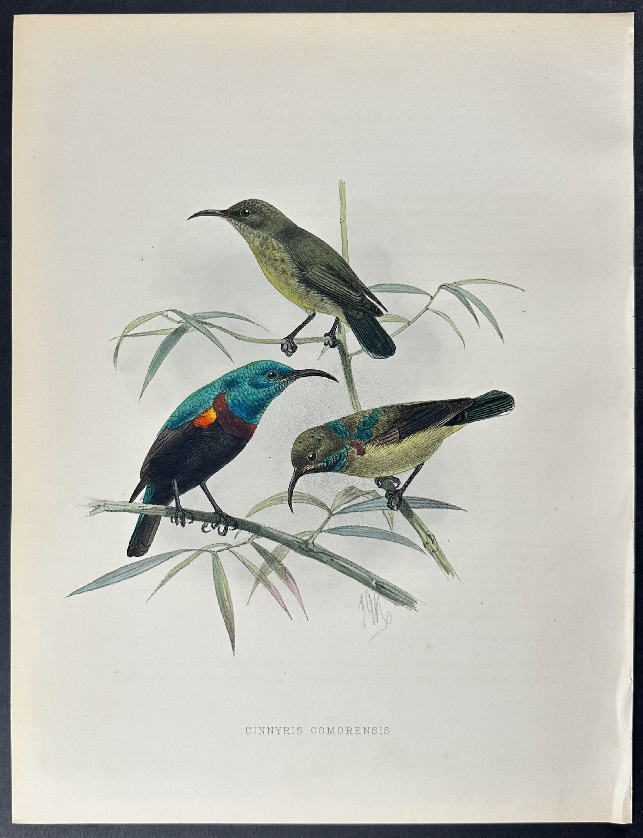 Shelley & Keulemans - 6 Sunbird Lithographs