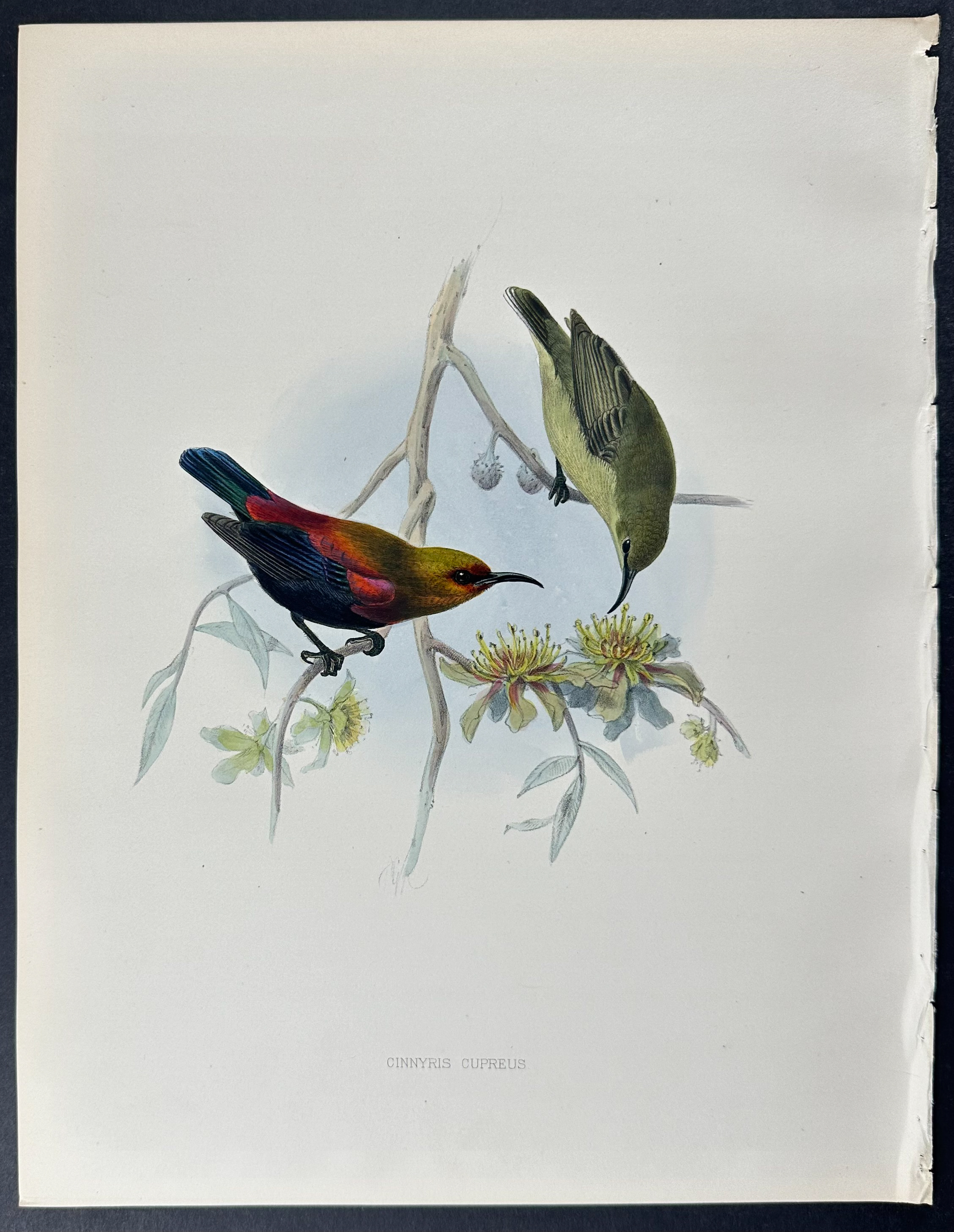 Shelley & Keulemans - 6 Sunbird Lithographs