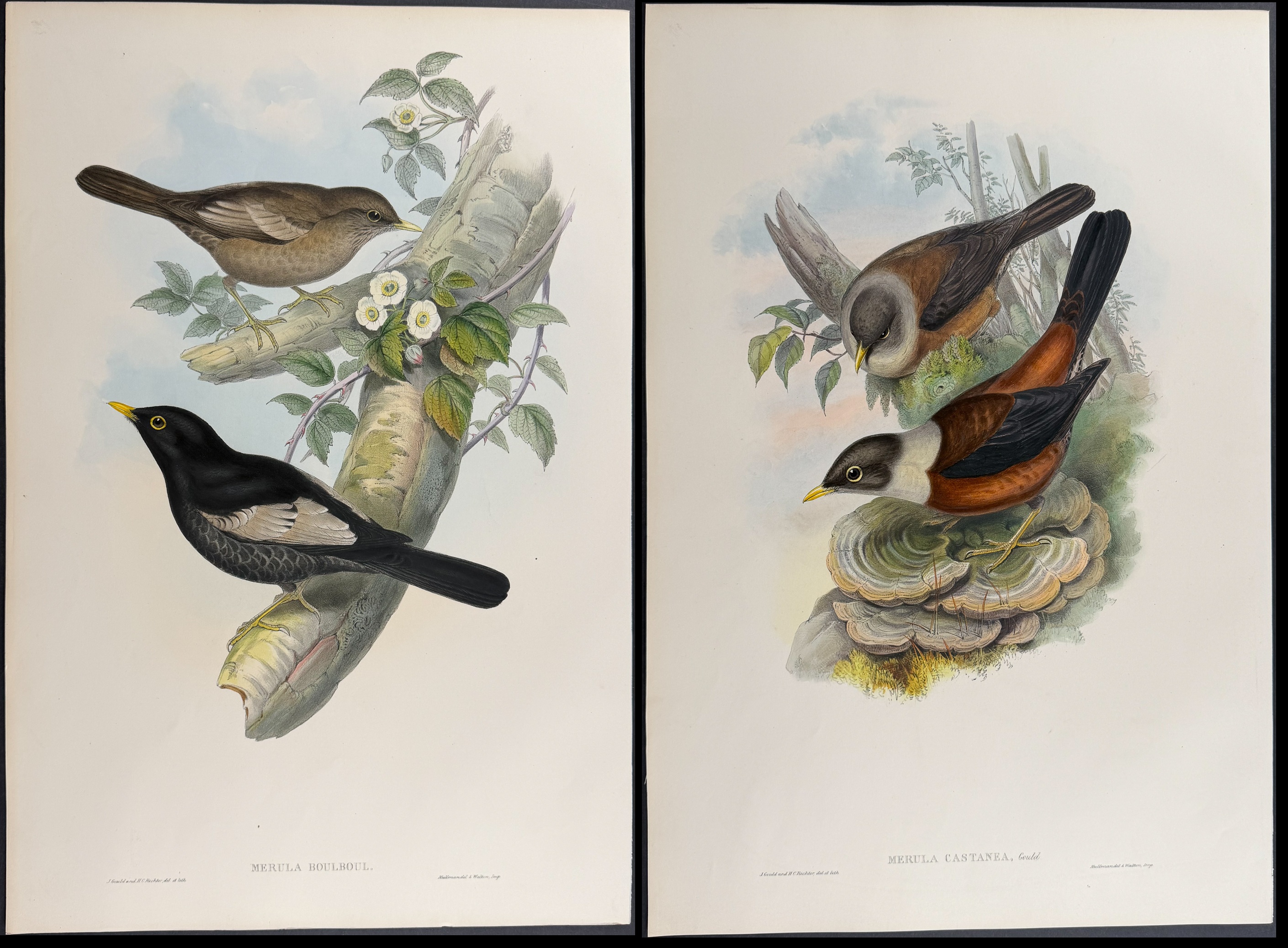 Gould, Asia - 4 Bird Lithographs [Merula & Amydrus]