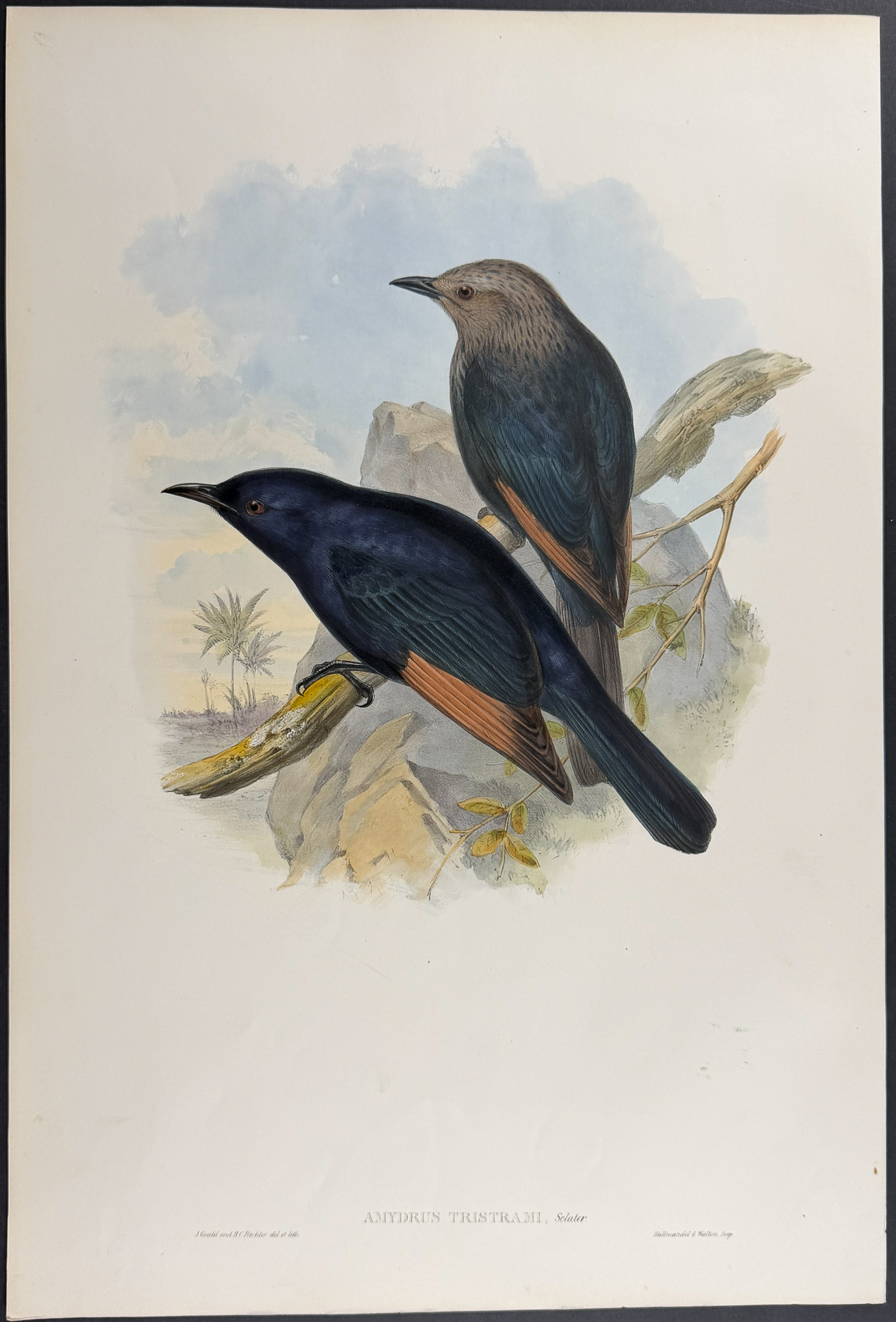 Gould, Asia - 4 Bird Lithographs [Merula & Amydrus]