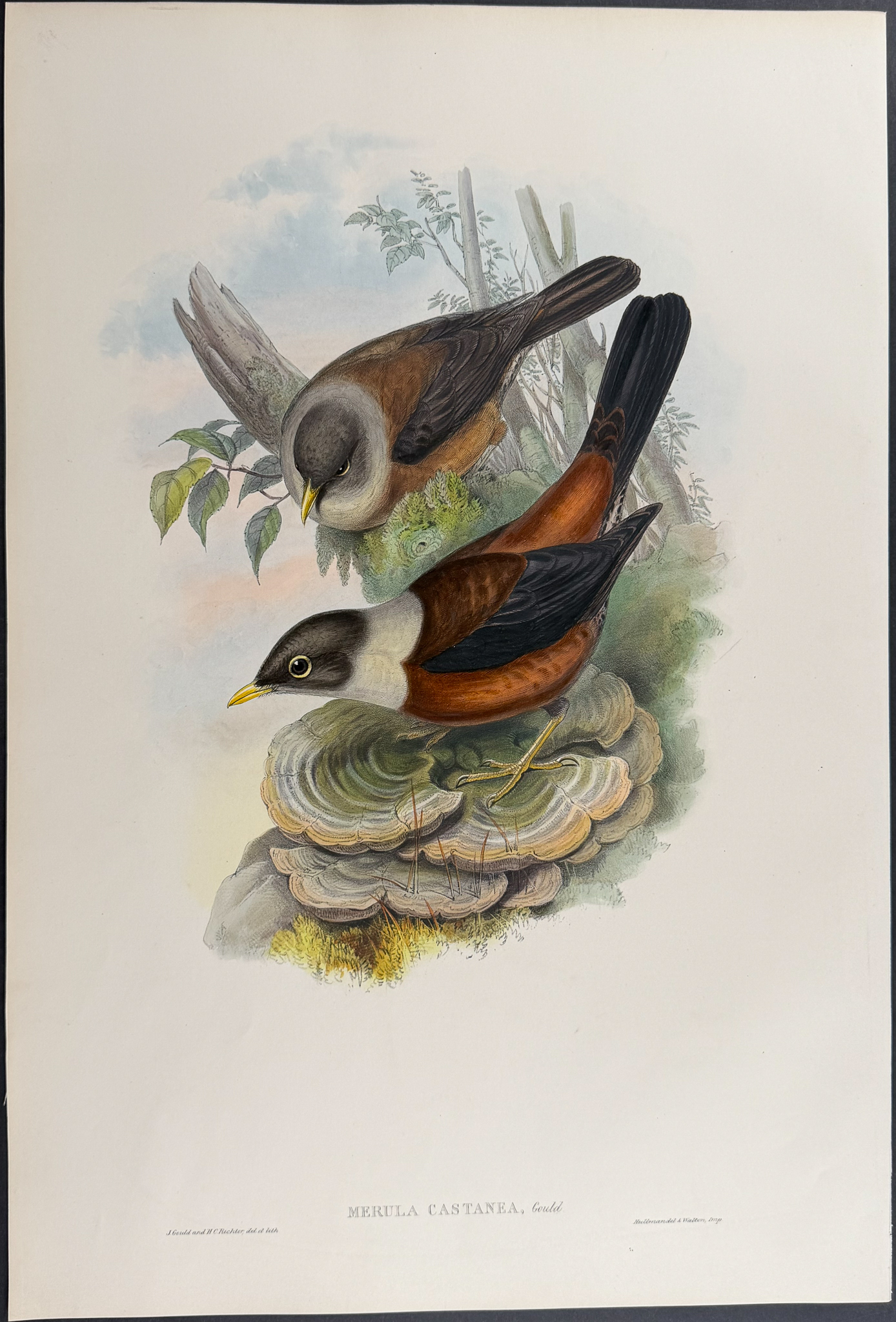 Gould, Asia - 4 Bird Lithographs [Merula & Amydrus]