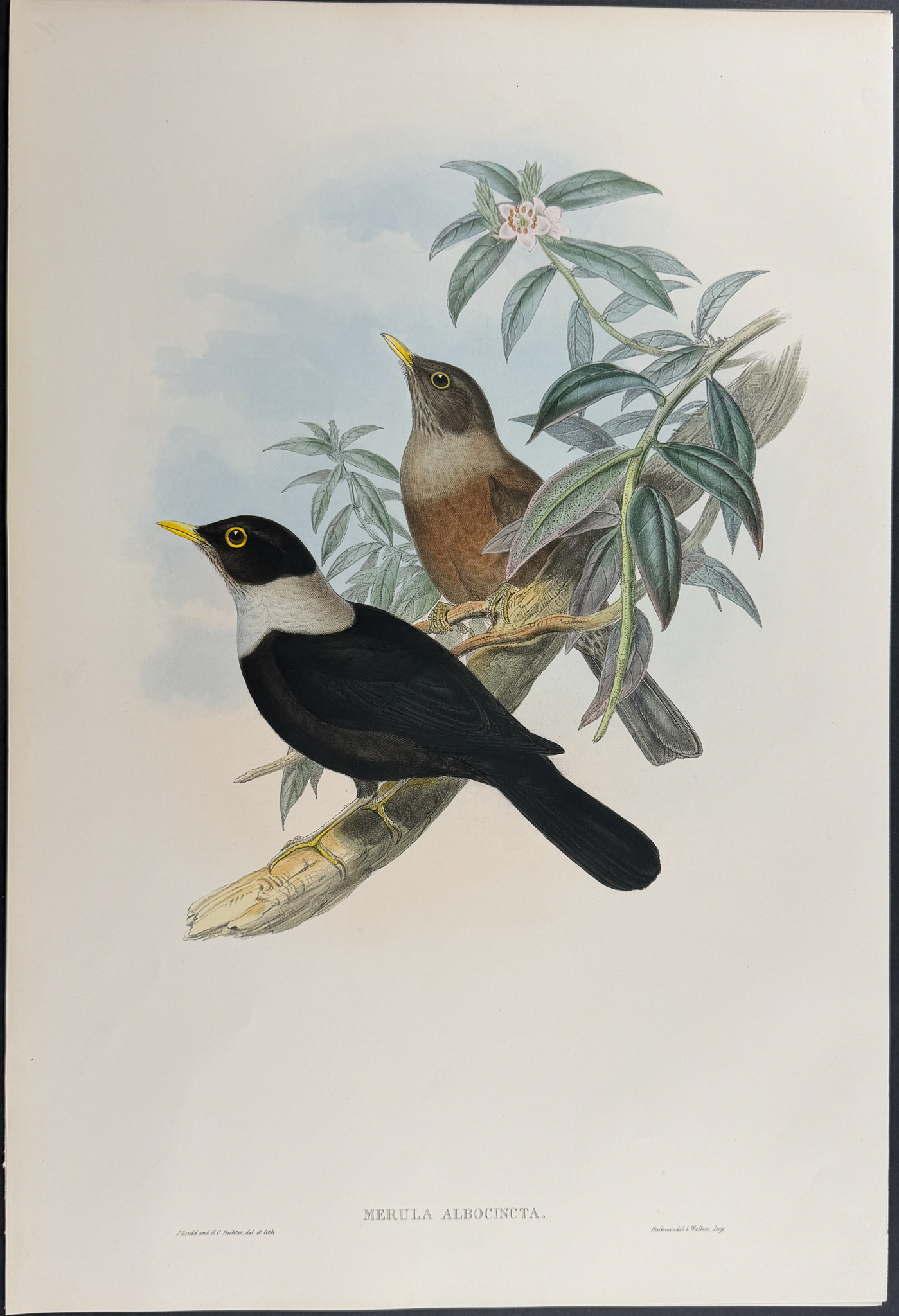 Gould, Asia - 4 Bird Lithographs [Merula & Amydrus]