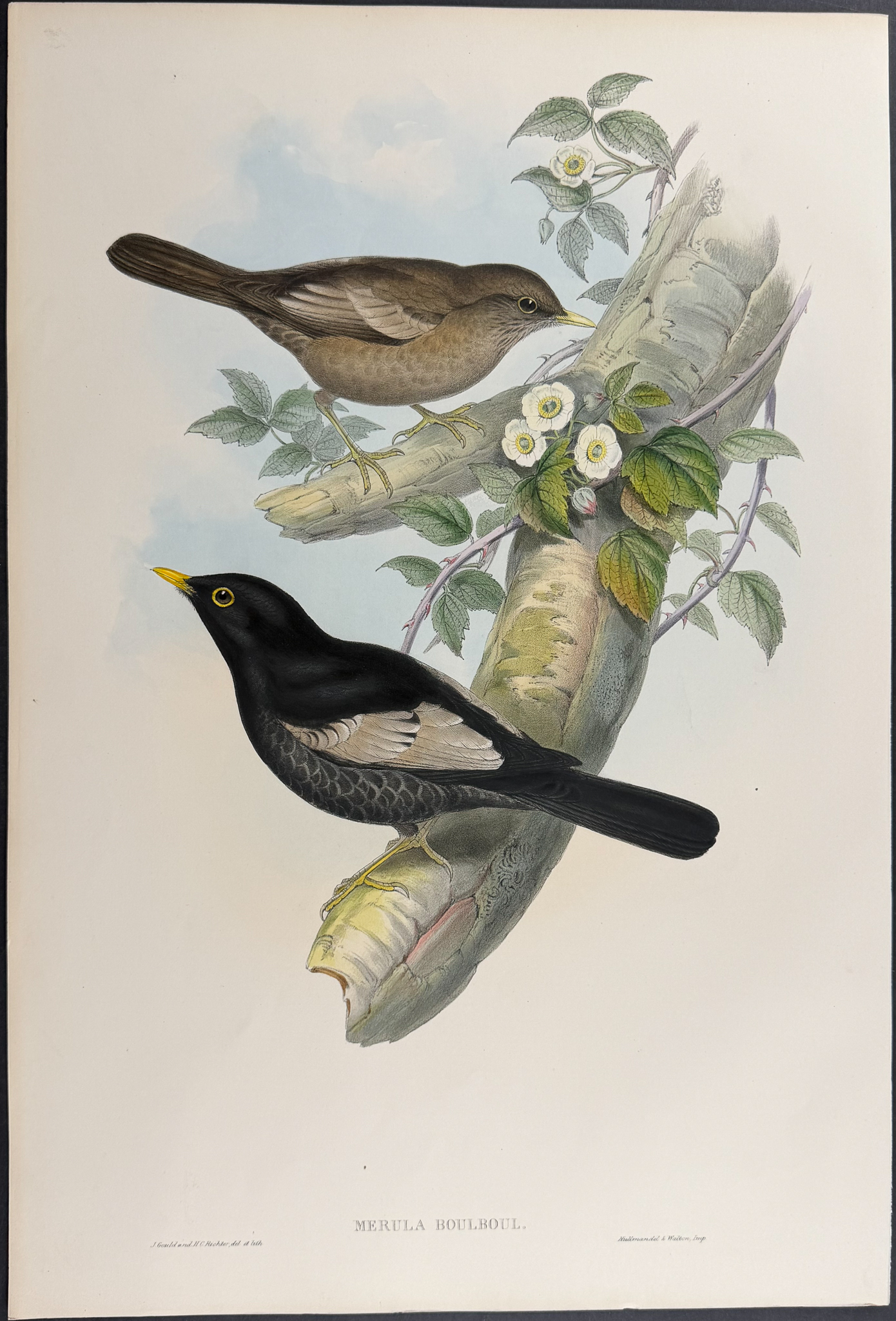 Gould, Asia - 4 Bird Lithographs [Merula & Amydrus]