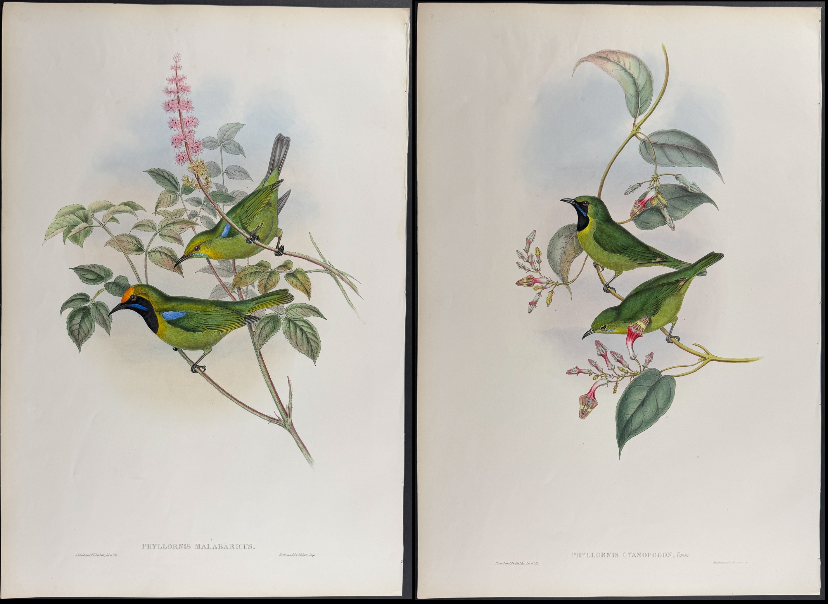 Gould, Asia - Pair of Phyllornis Lithographs