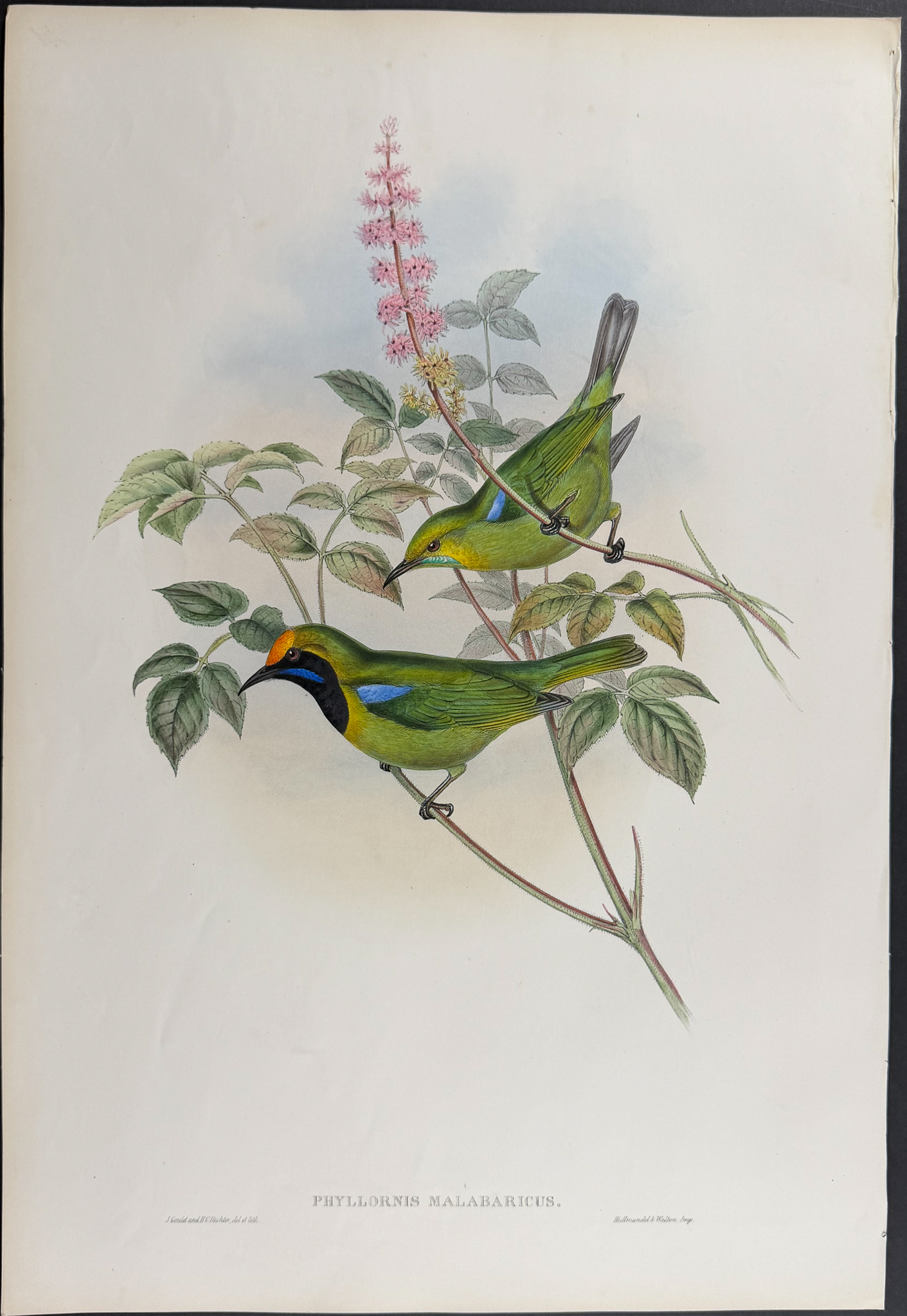 Gould, Asia - Pair of Phyllornis Lithographs
