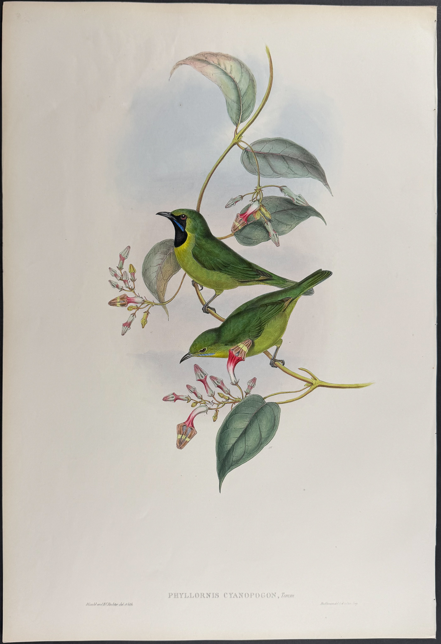 Gould, Asia - Pair of Phyllornis Lithographs