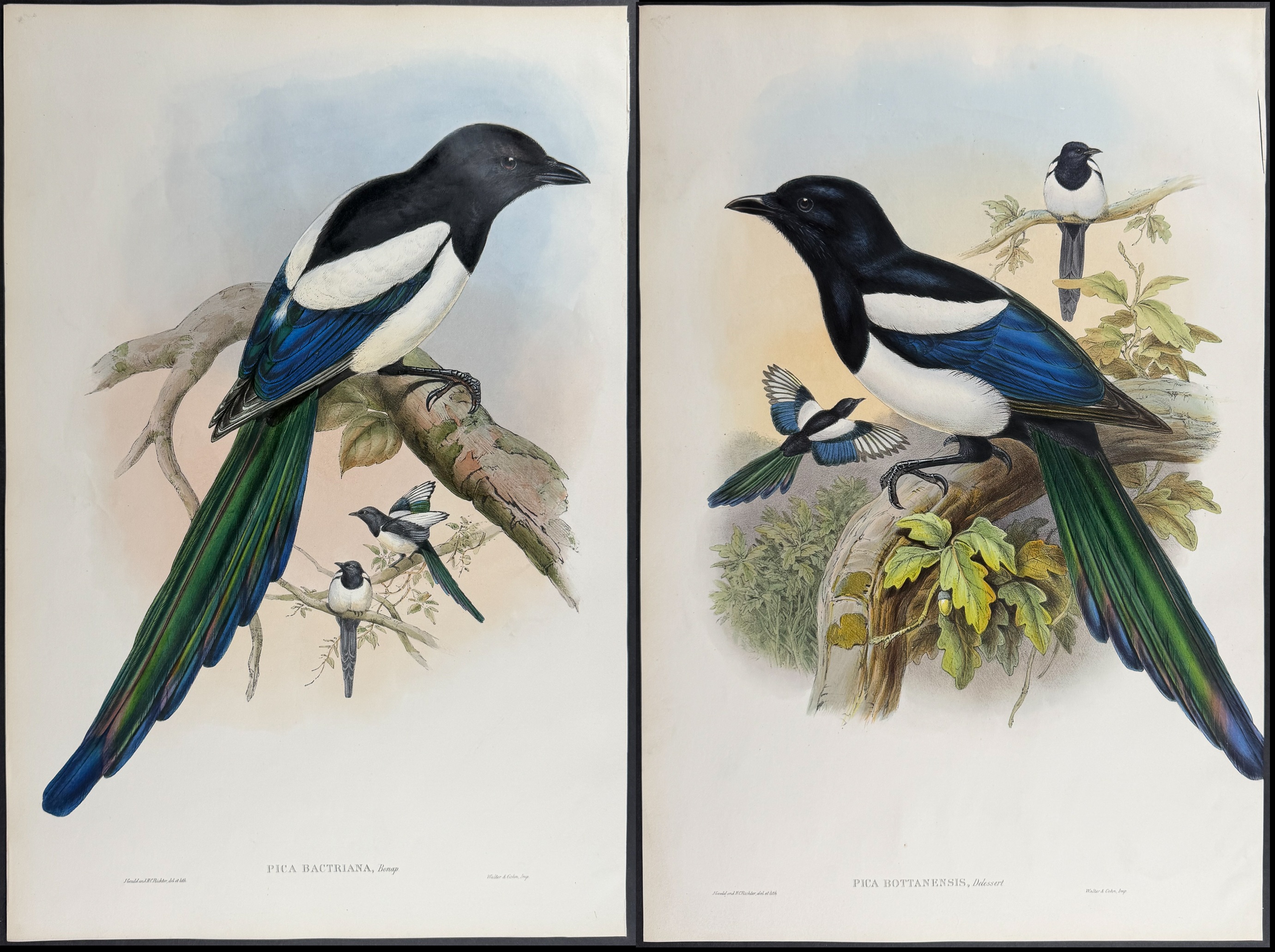 Gould, Asia - Pair of Magpie Lithographs