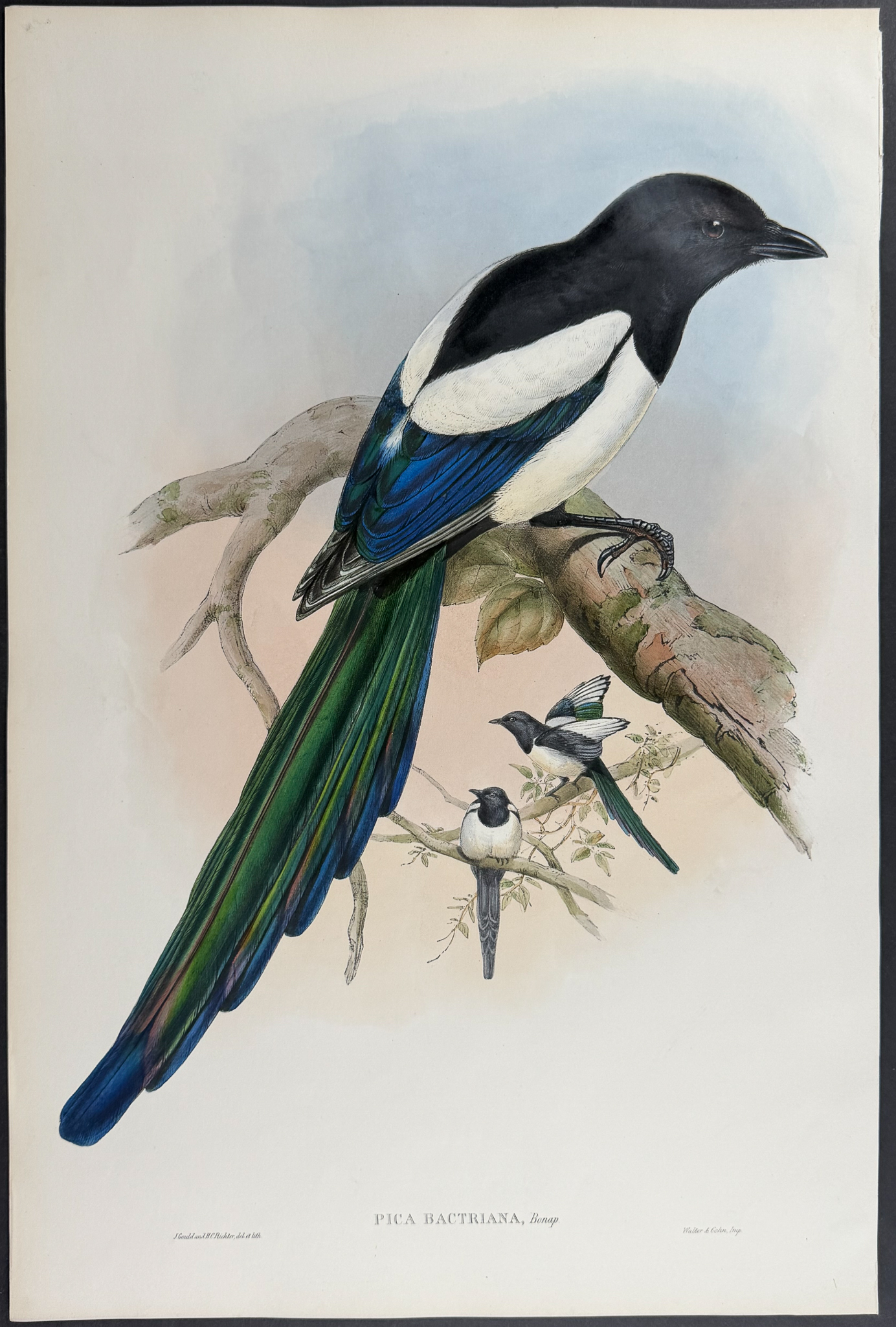 Gould, Asia - Pair of Magpie Lithographs