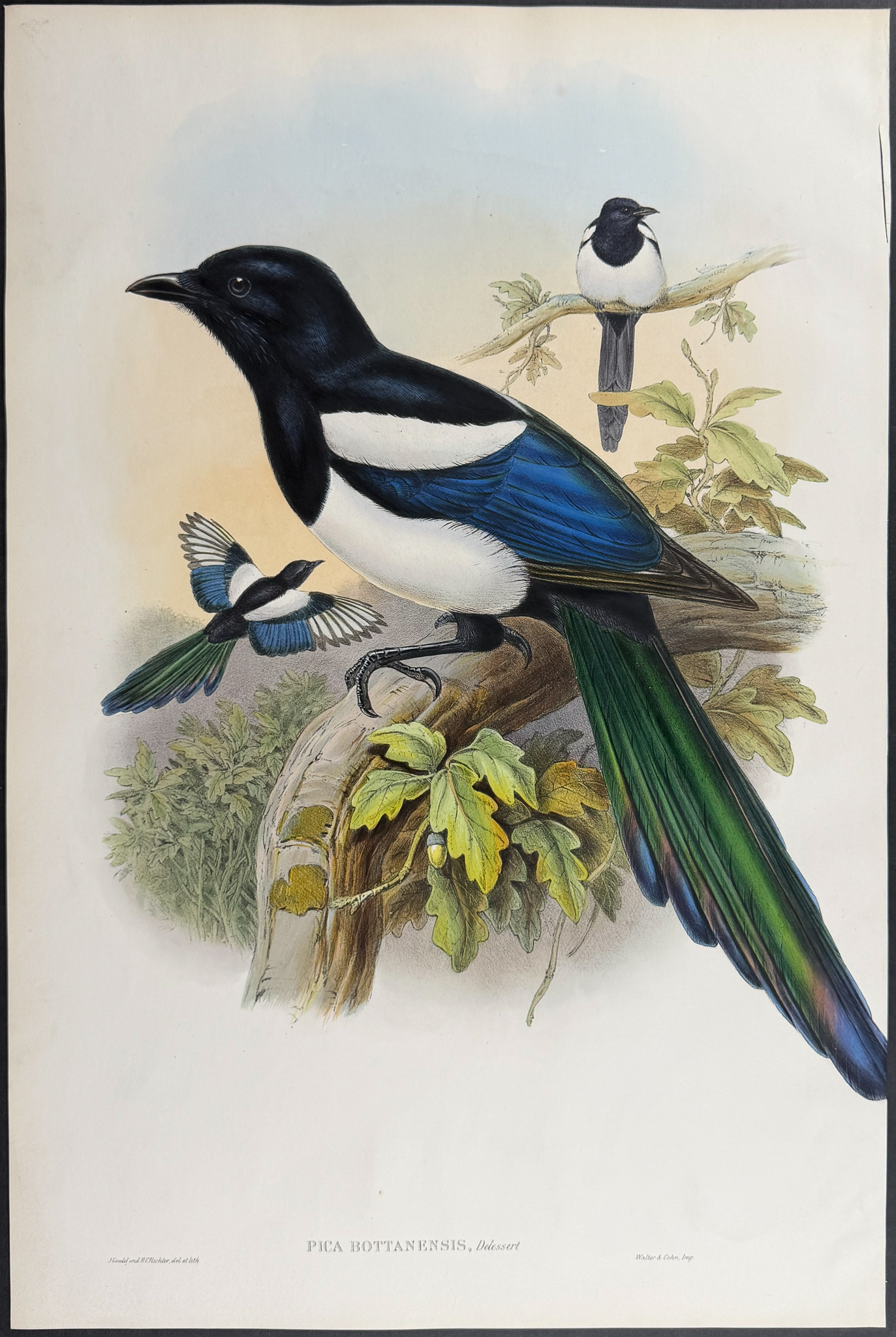 Gould, Asia - Pair of Magpie Lithographs