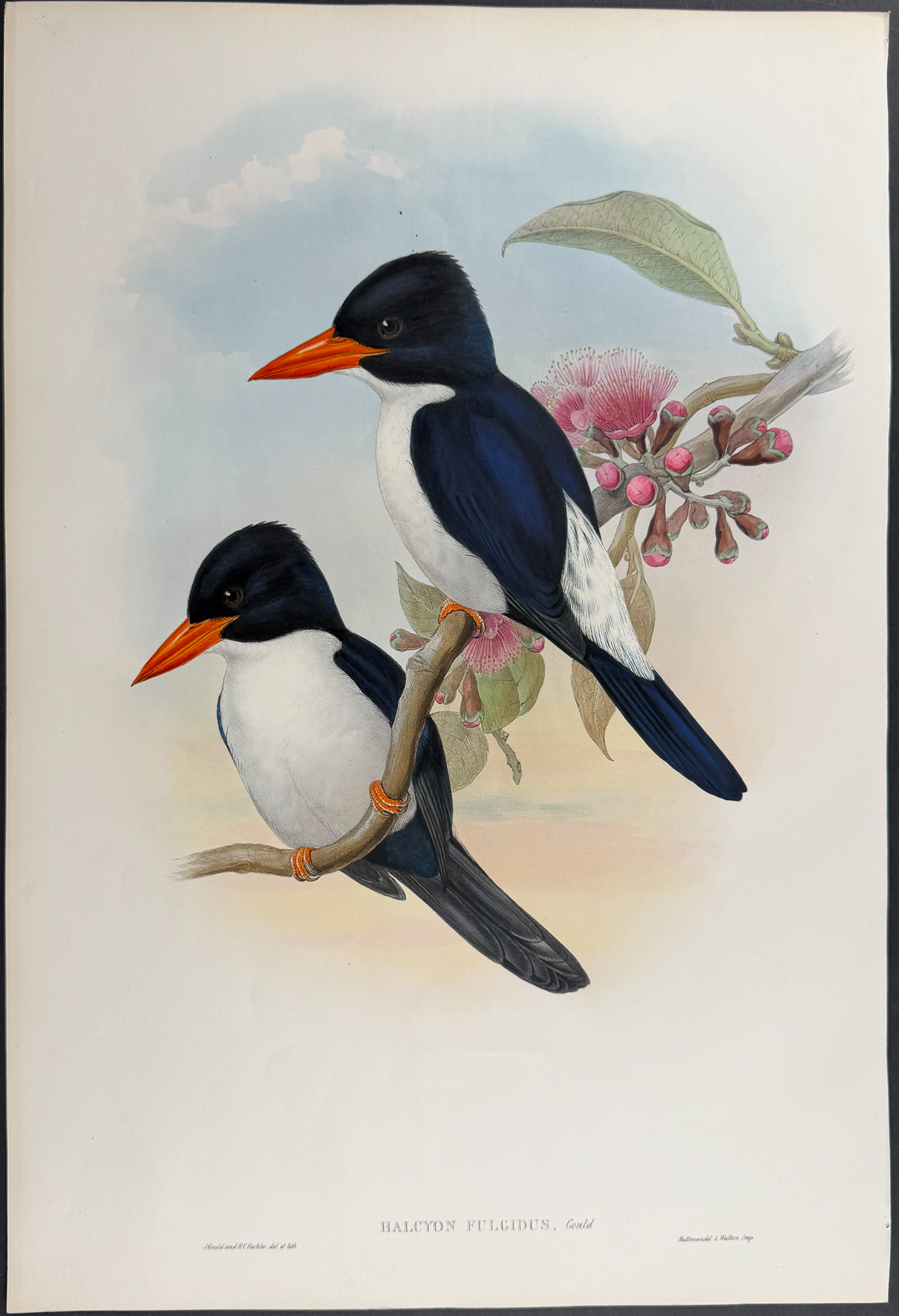 Gould, Asia - Blue-and-white Kingfisher [Halcyon Fulgidus]