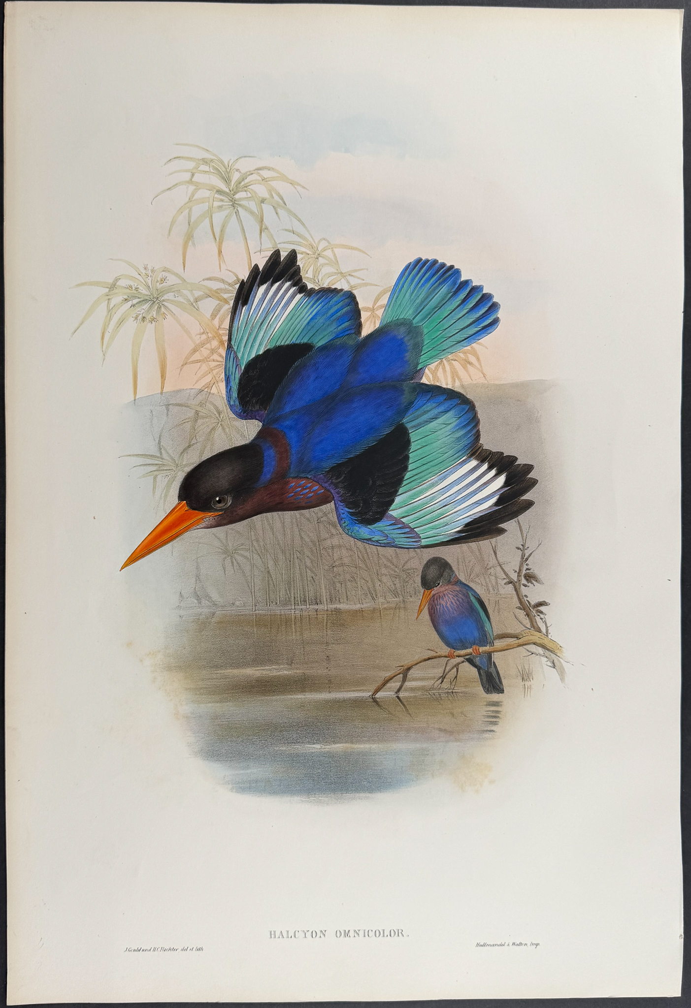 Gould, Asia - Many-coloured Kingfisher [Halcyon Omnicolor]