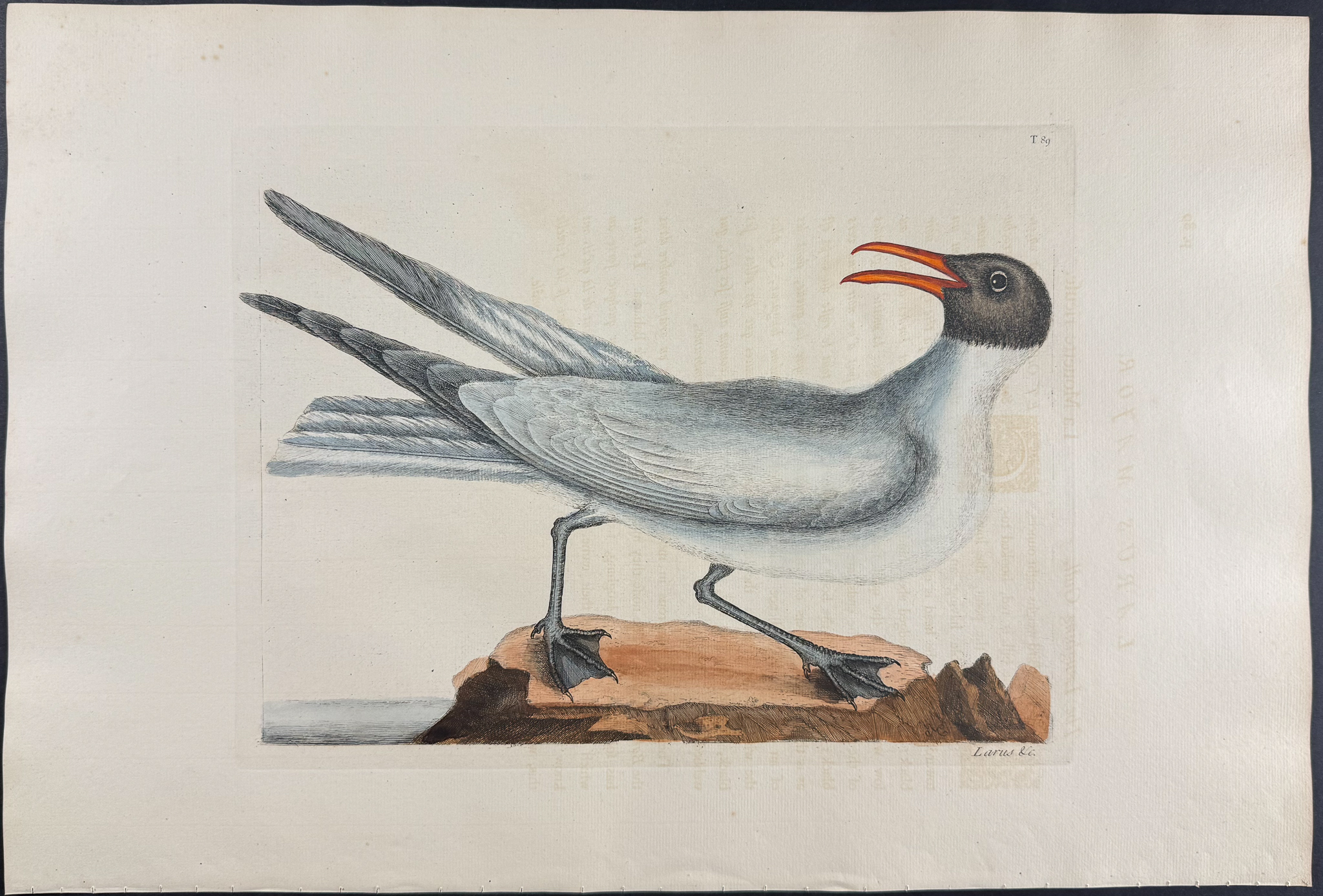 Catesby, Folio - Laughing Gull. 1-89