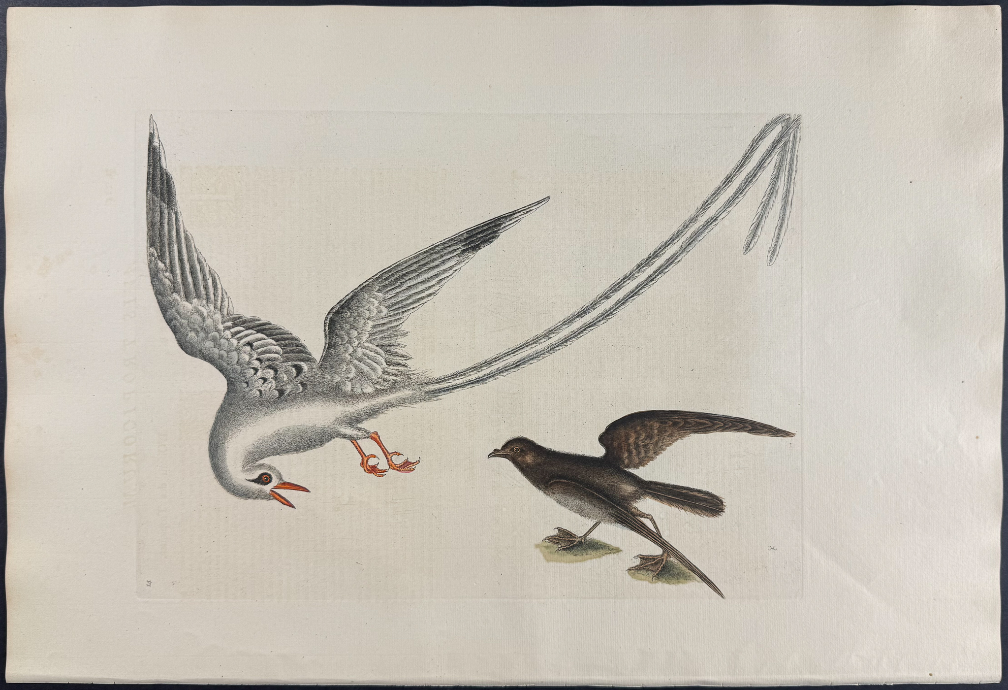 Catesby, Folio - Tropic Bird & Storm Finch or Petrel. Sup-14
