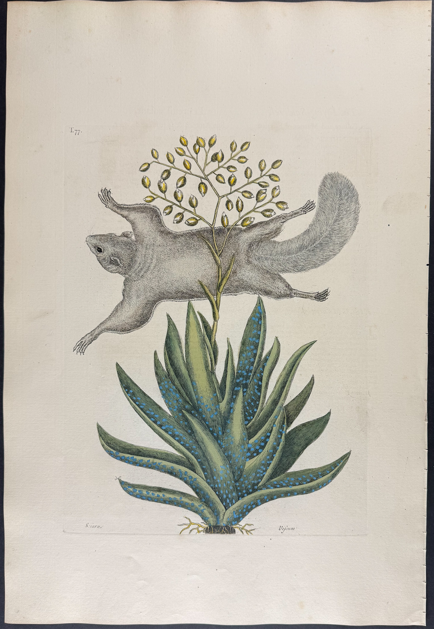 Catesby, Folio - Flying Squirrel with Viscum. 2-77