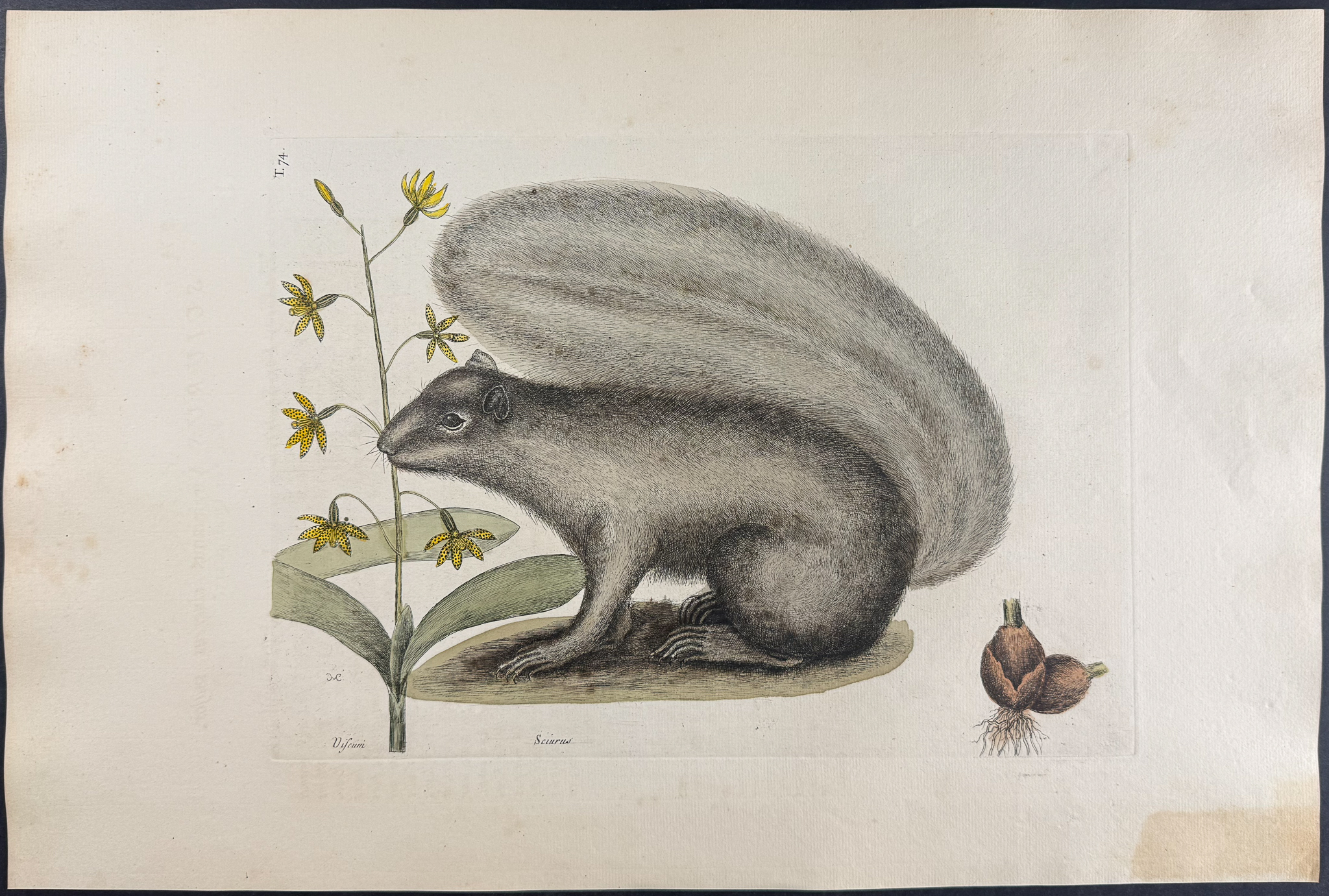 Catesby, Folio - Grey Fox Squirrel (Eastern Gray Squirrel) with Bahaman Orchid . 2-74