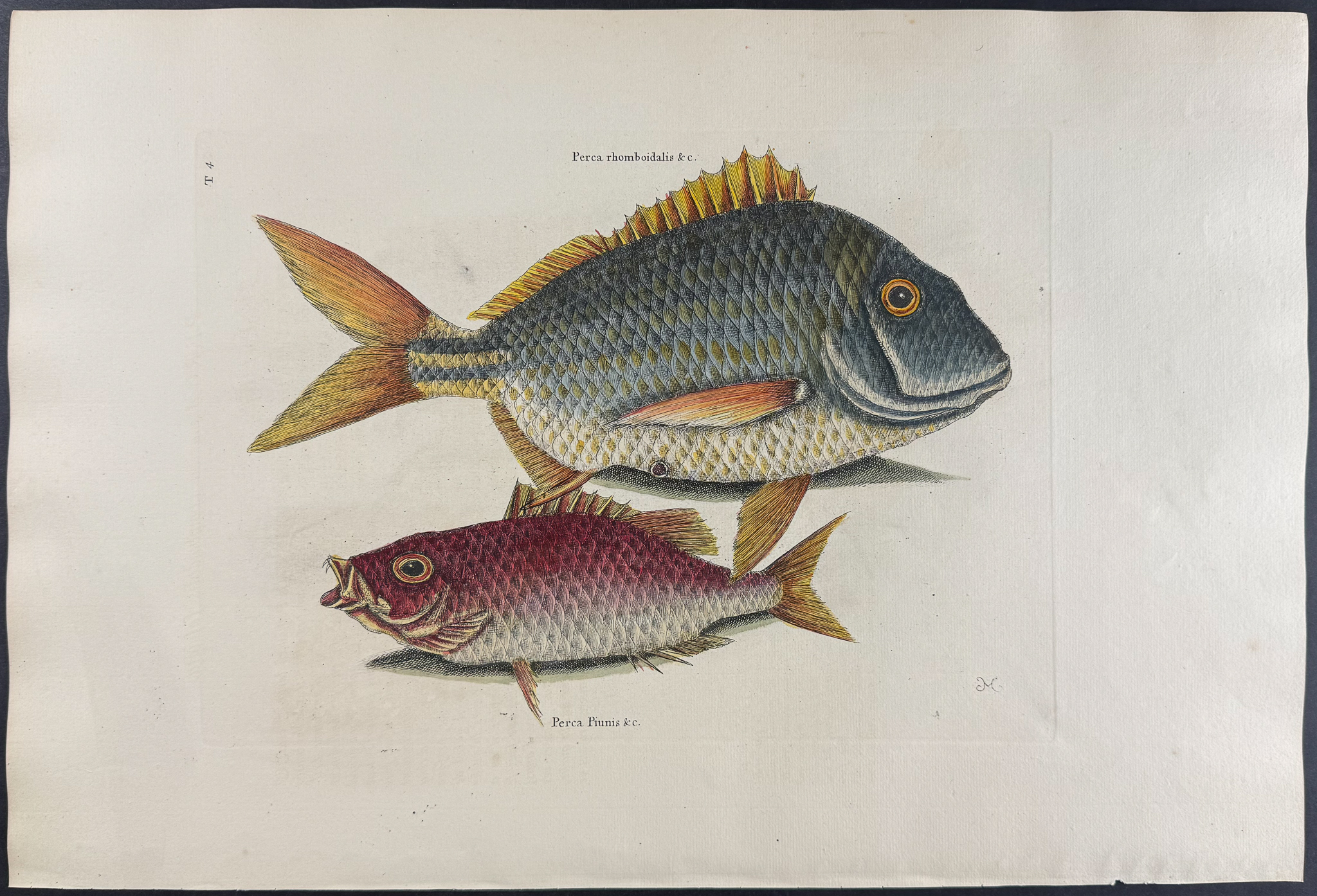 Catesby, Folio - Pork Fish & Schoolmaster. 2-4